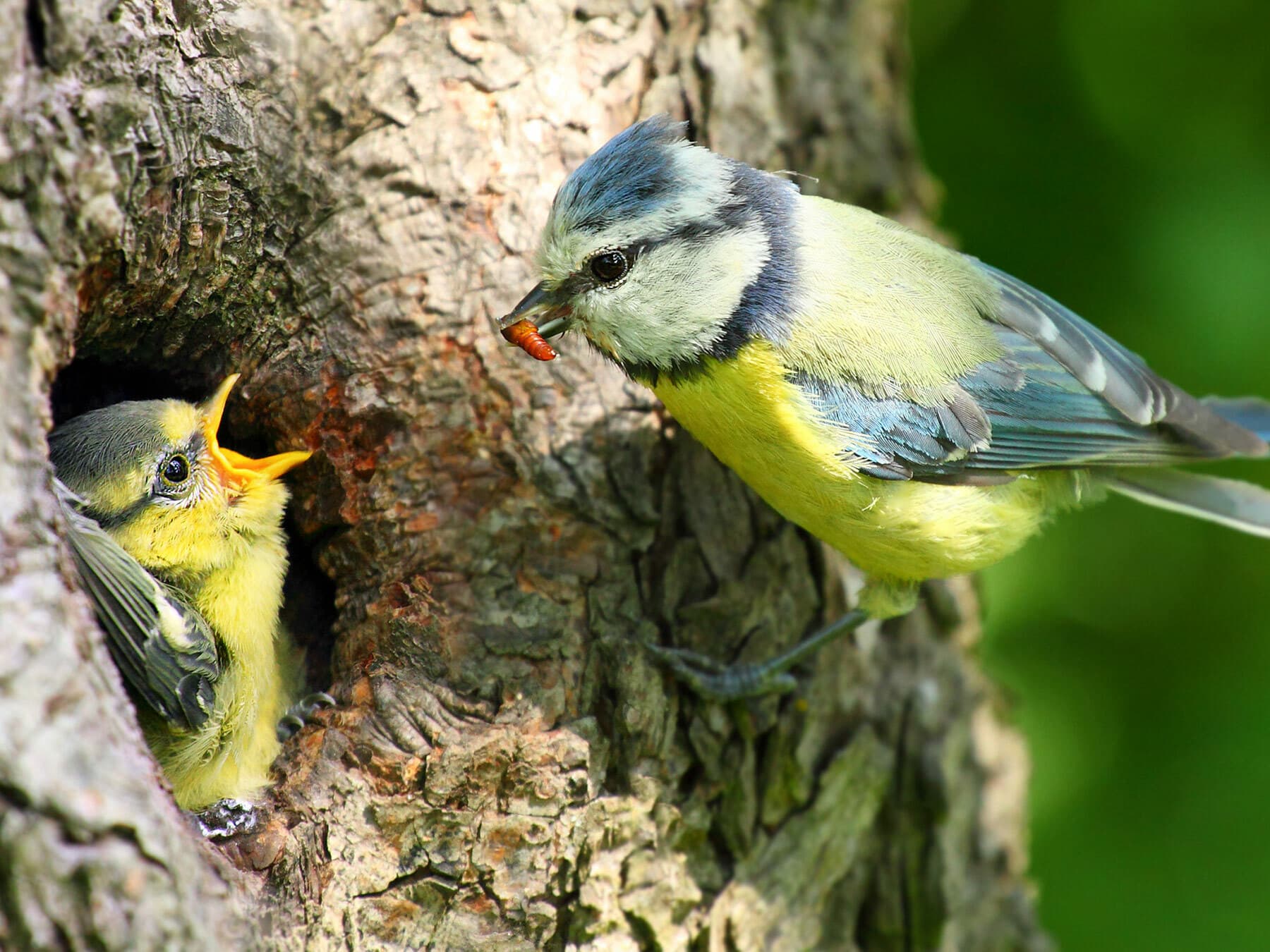 A Blue Tit nest in a tree hole: an adult brings food to a chick