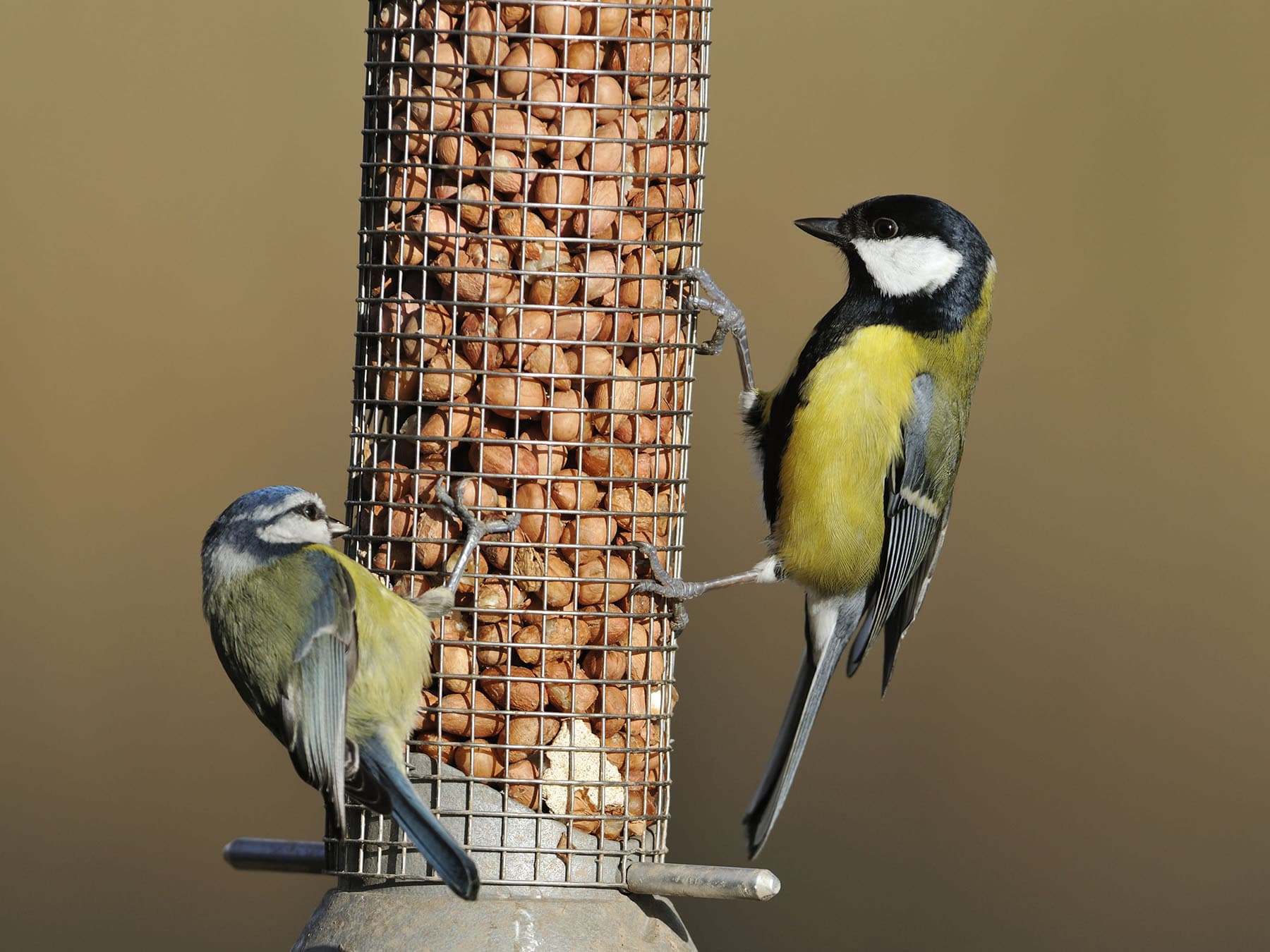 Blue tit great tit feeder