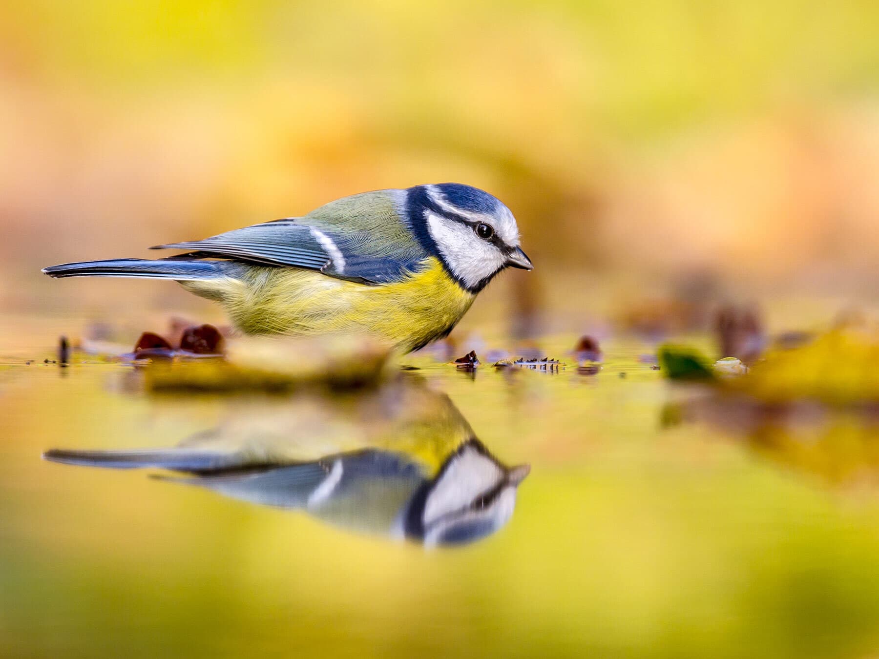 Blue tit in autumn