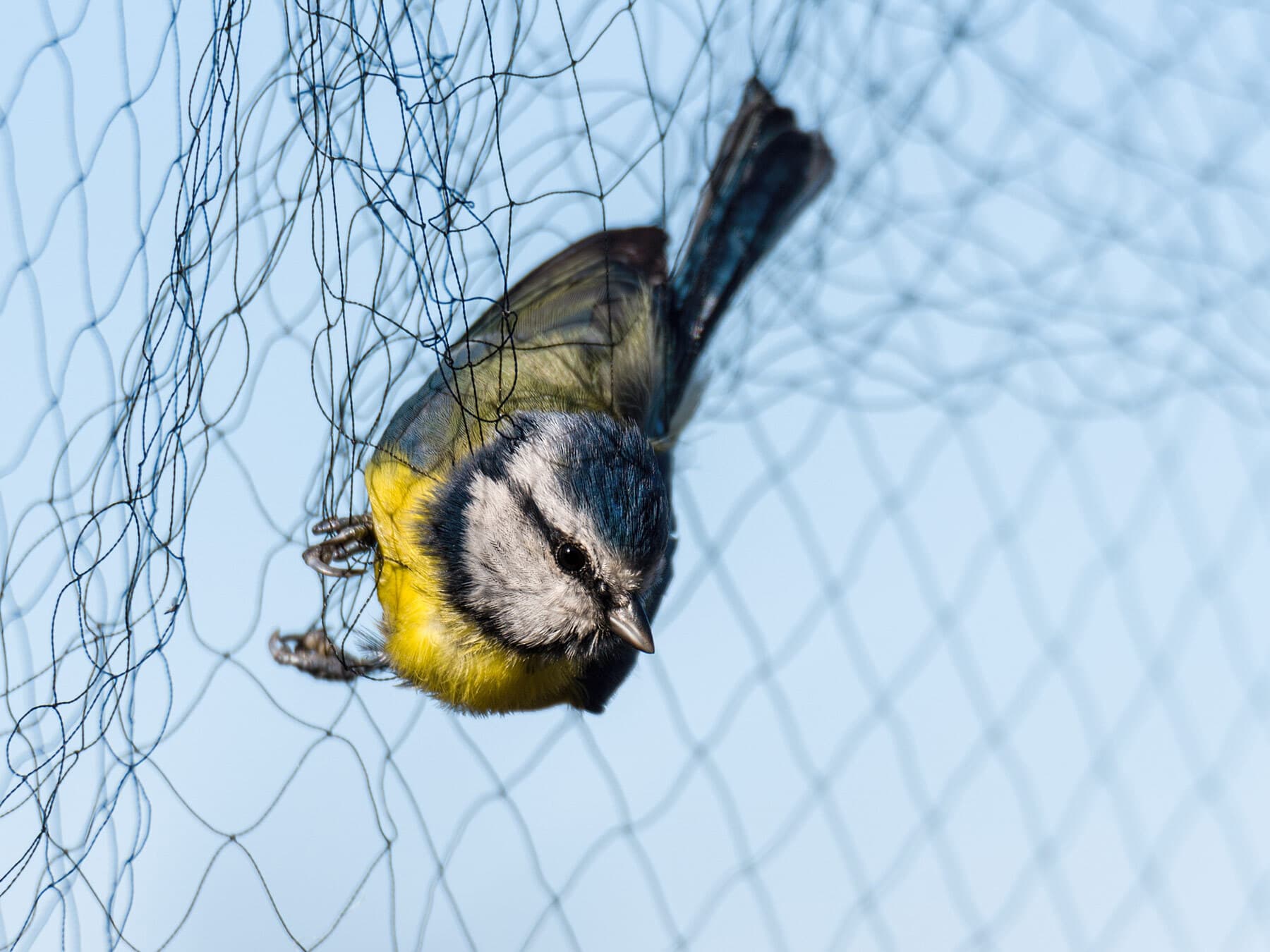Blue tit in mist net