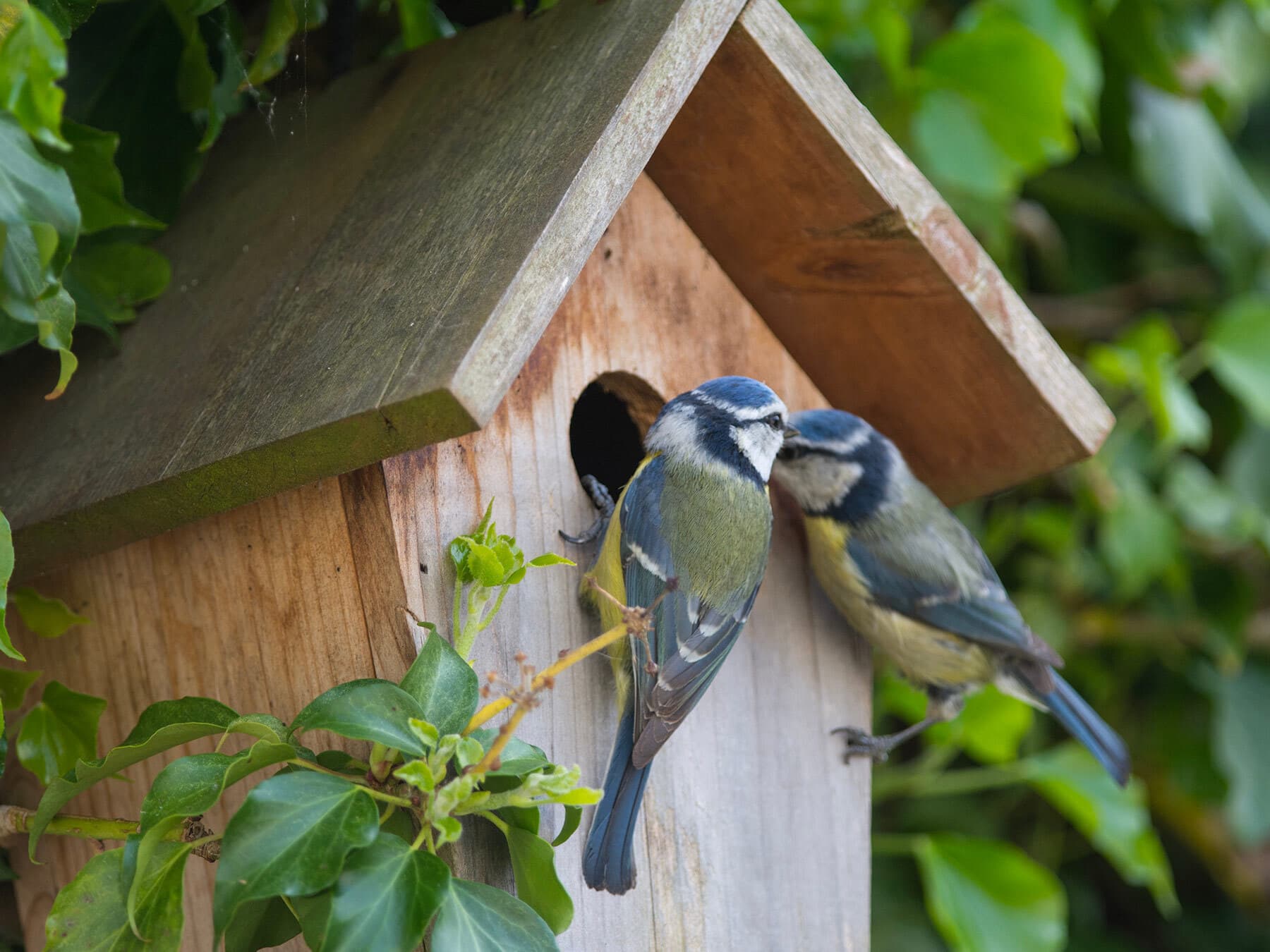 Blue tit nesting pair