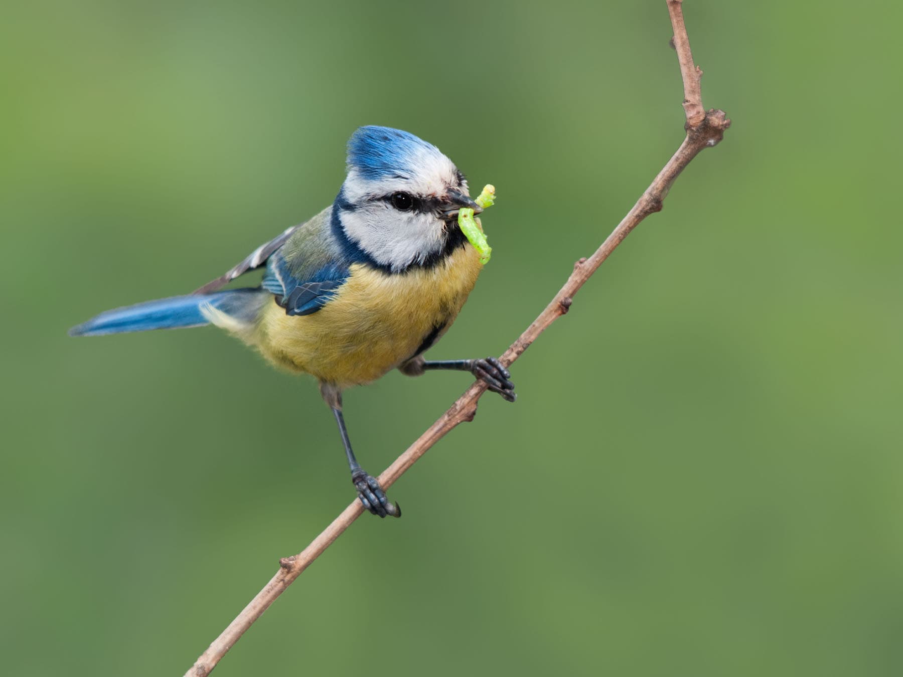 Blue tit with caterpillar in beak
