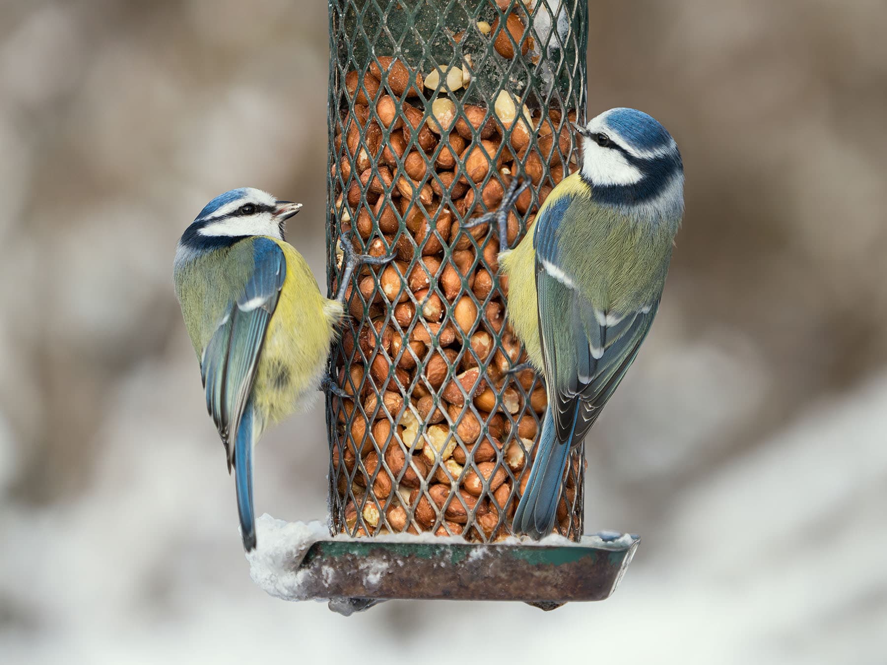 Blue tits at feeder