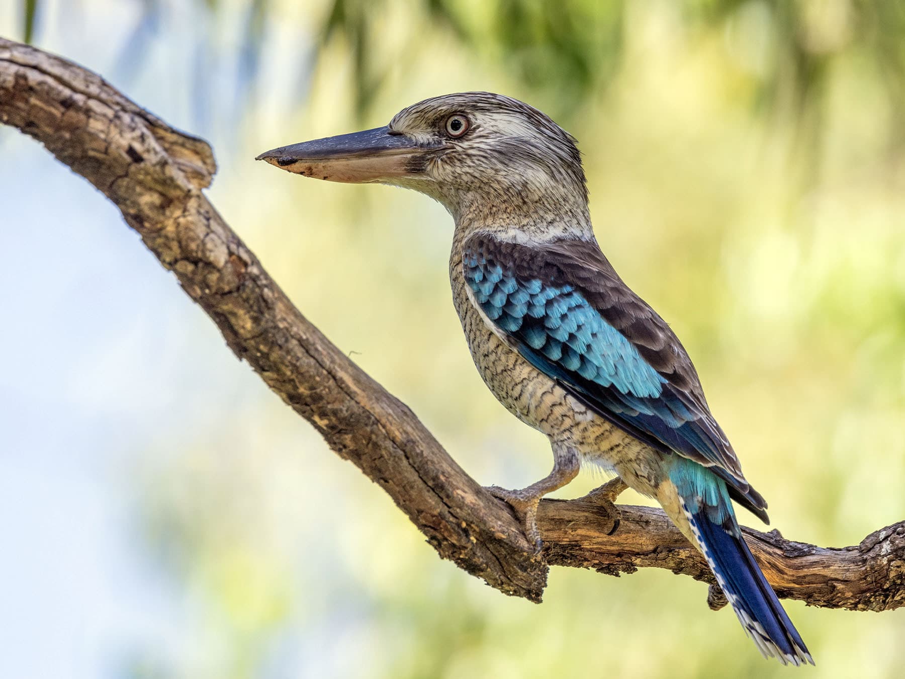 Blue-winged Kookaburra