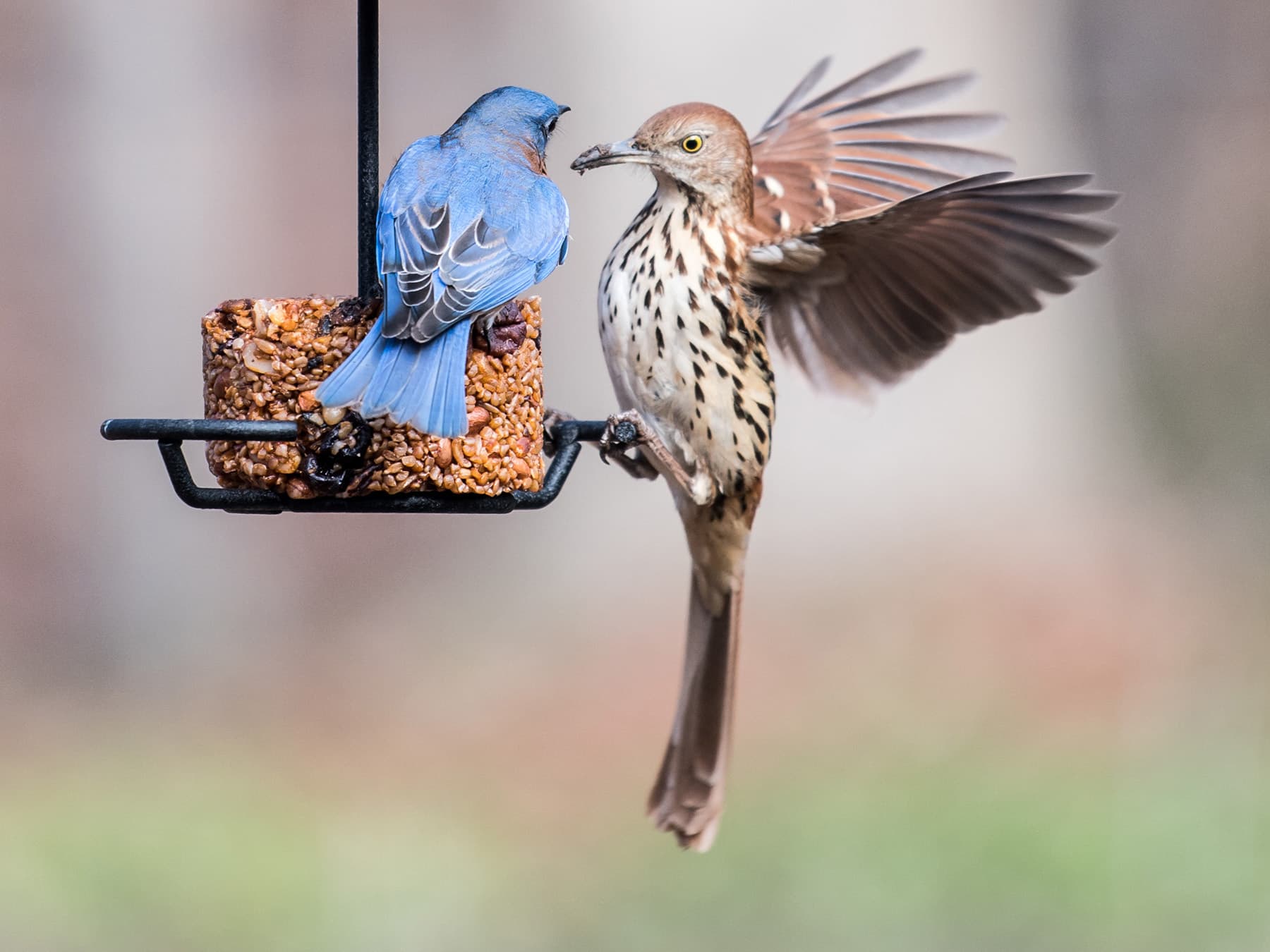 Bluebird brown thrasher feeder