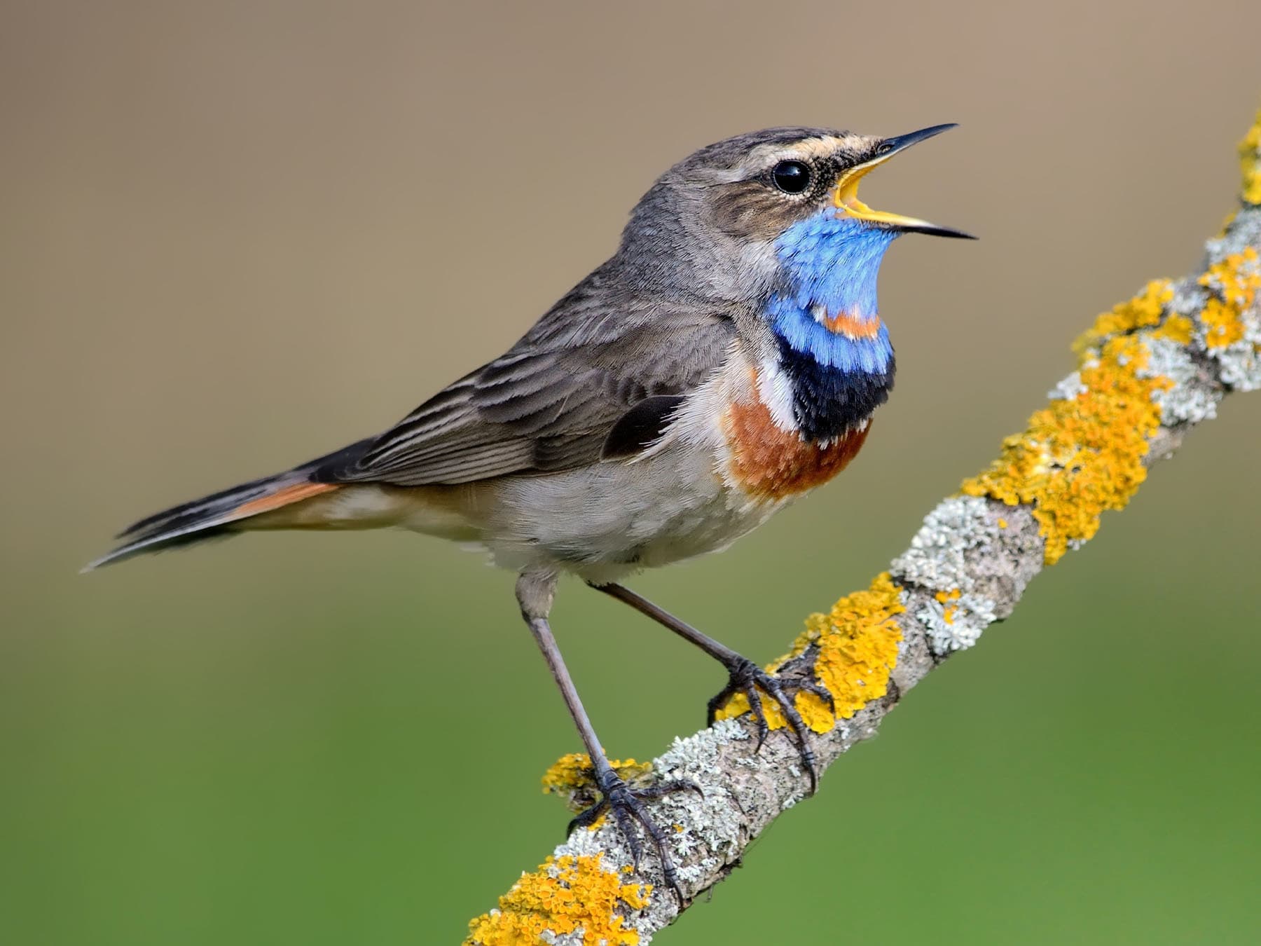 Bluethroat on branch singing