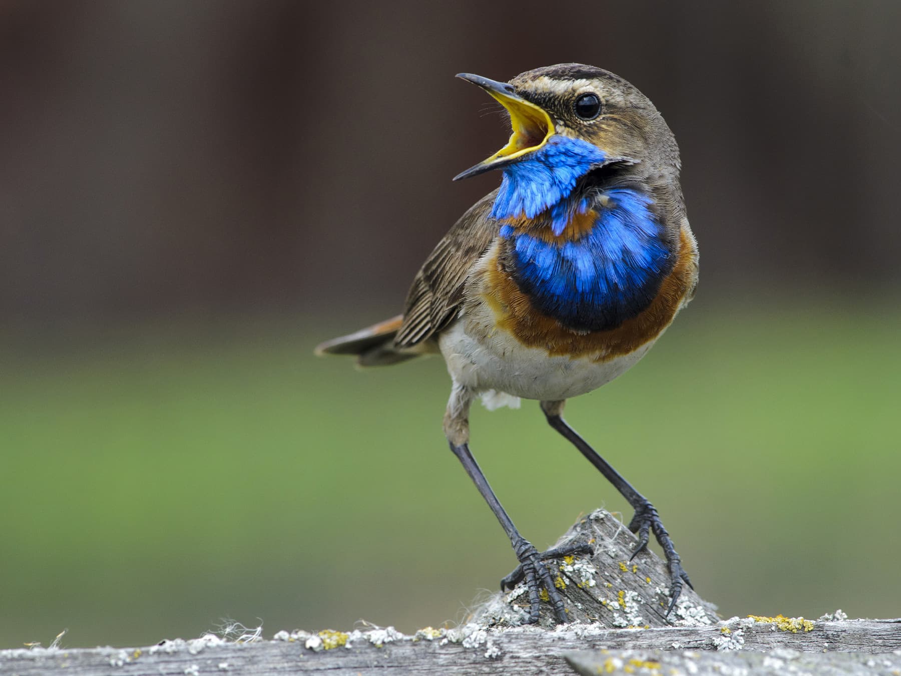 Bluethroat on wooden rail singing