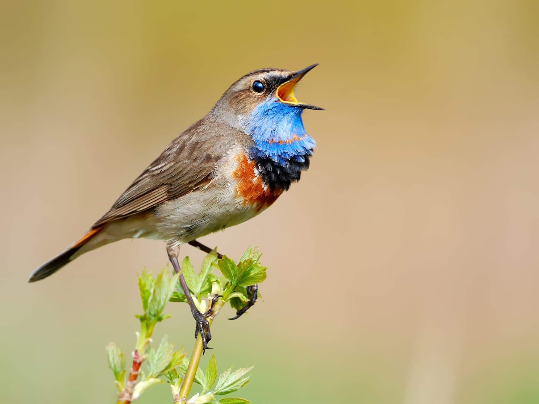 Bluethroat singing to attract female