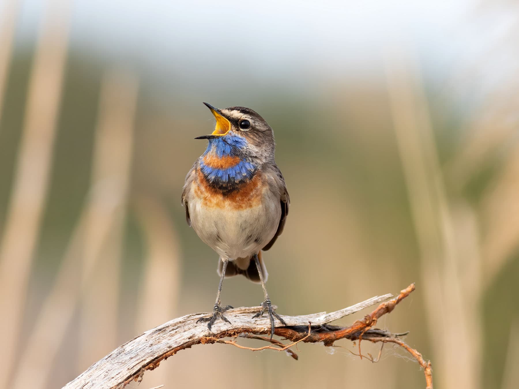 Bluetroat perching on dry branch singing