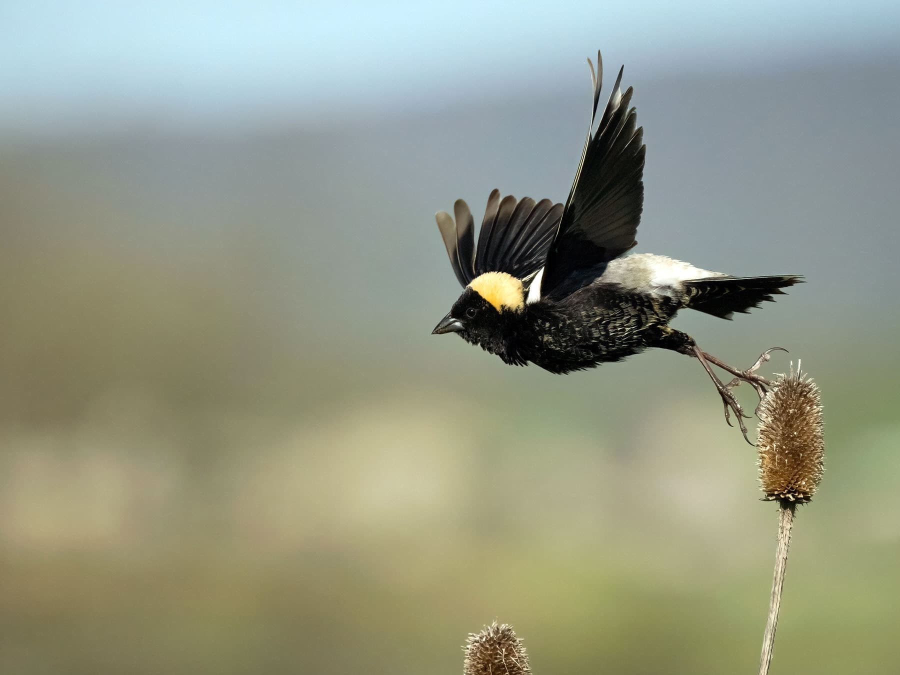Bobolink in-flight