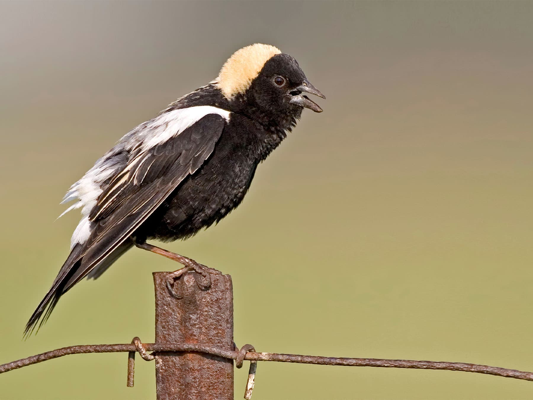 Bobolink perched on a metal post singing