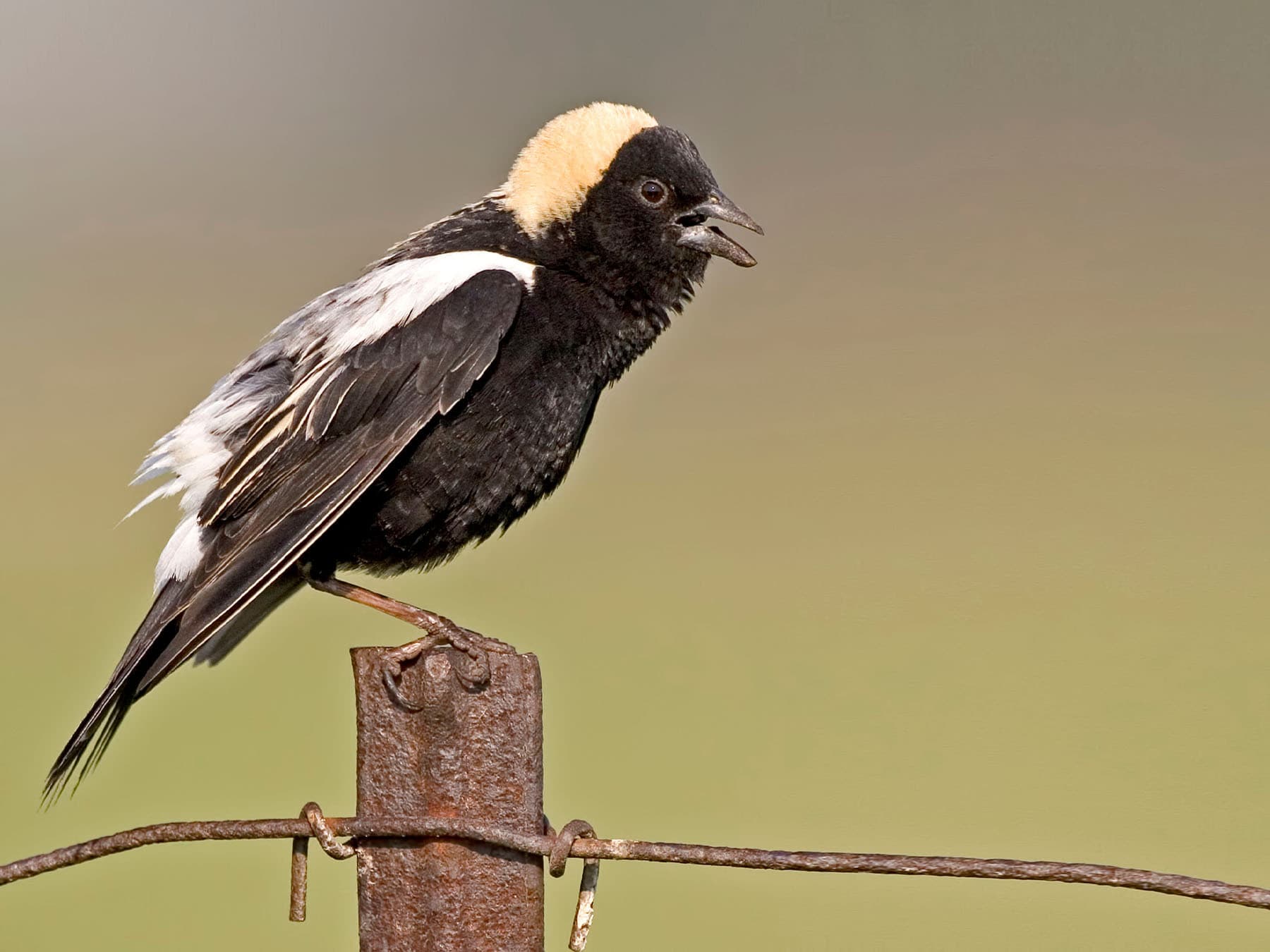 Bobolink perching on metal post