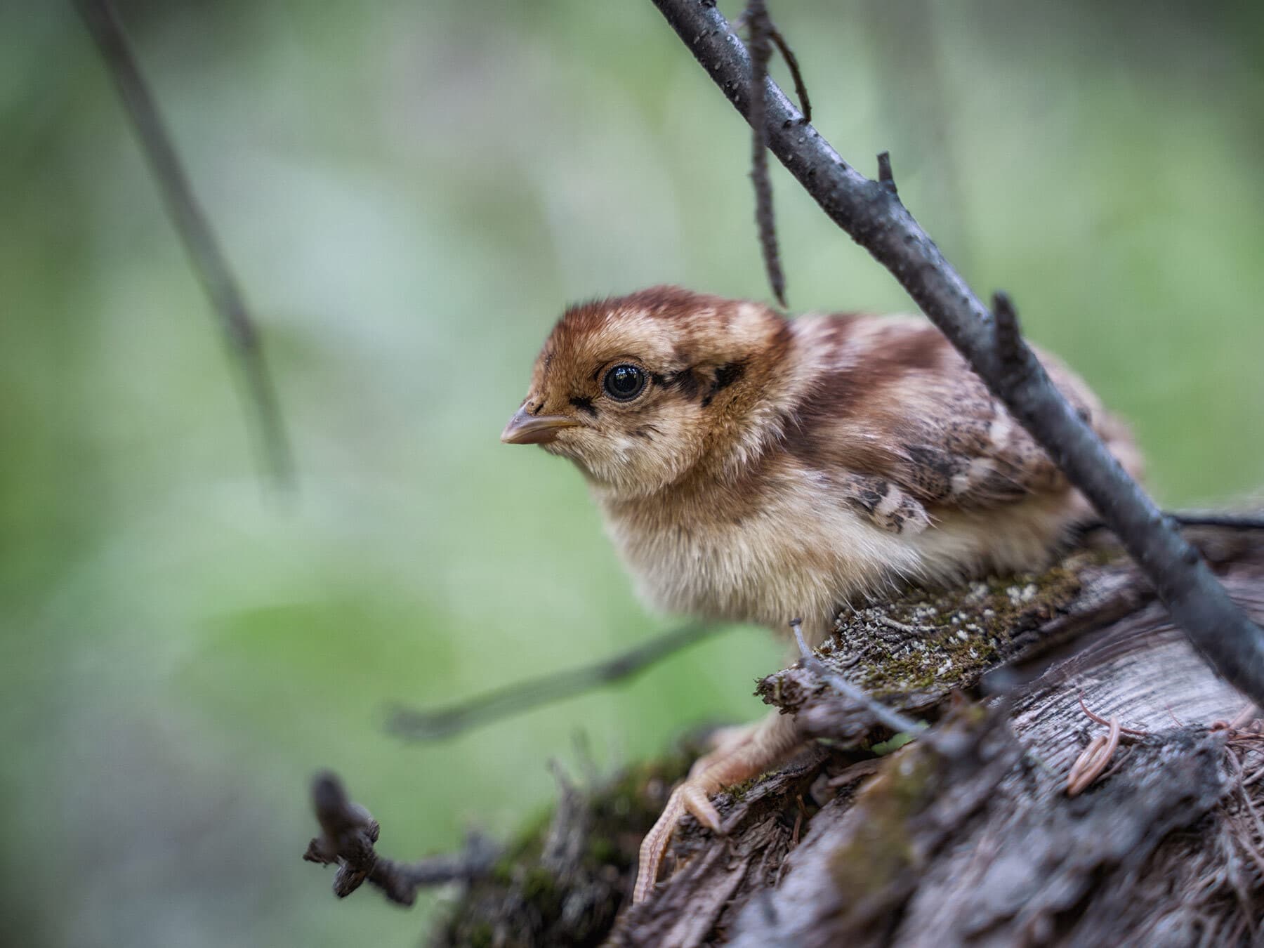 Bobwhite quail chick