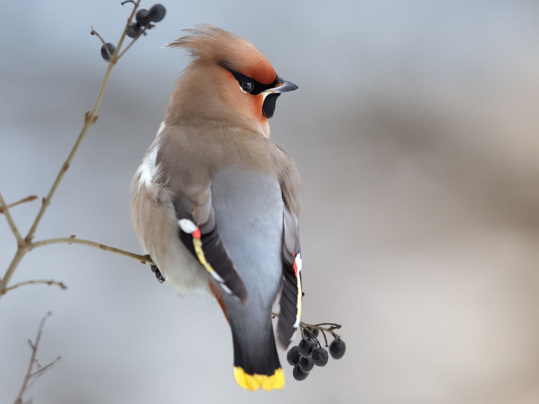 Bohemian waxwing close up