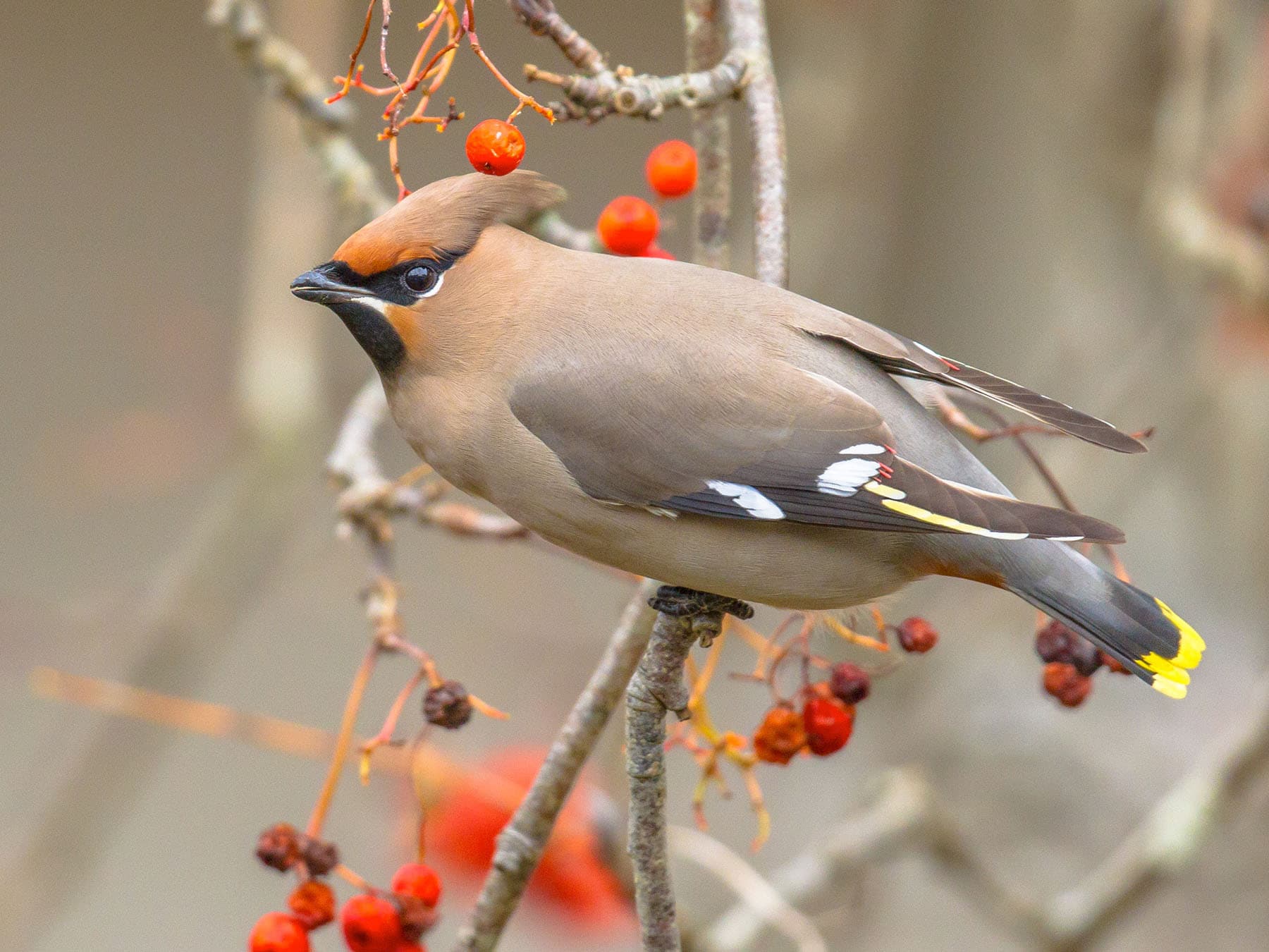 Bohemian Waxwing: Range and Habitat