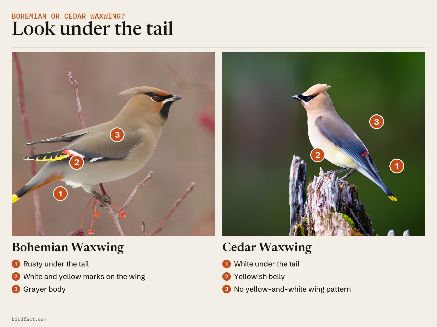 Comparison card, photos of a Bohemian Waxwing on the left and a Cedar Waxwing on the right, headed 'Look under the tail'. Bohemian Waxwing: rusty under the tail; white and yellow marks on the wing; grayer body. Cedar Waxwing: white under the tail; yellowish belly; no yellow-and-white wing pattern.