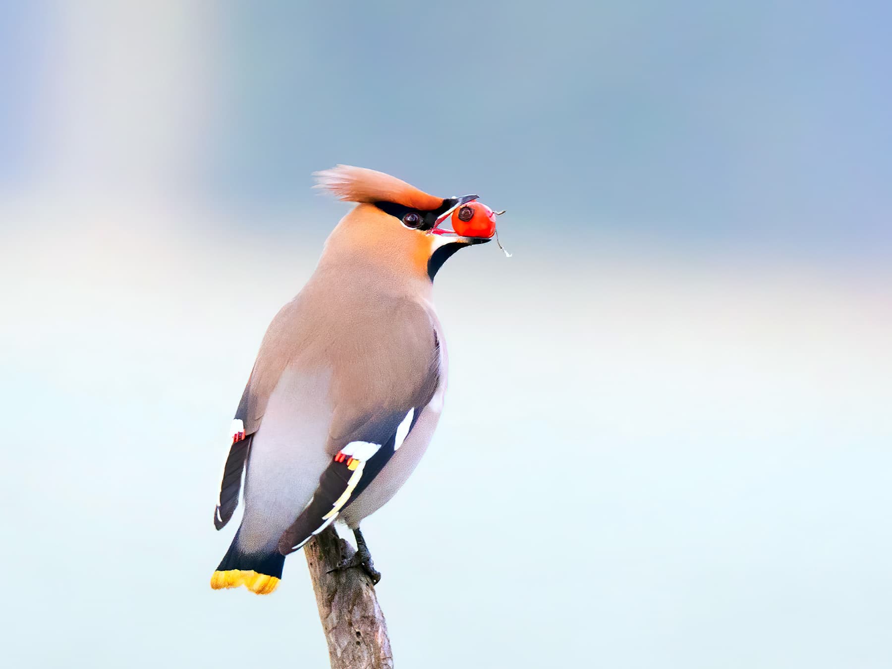 Bohemian Waxwing