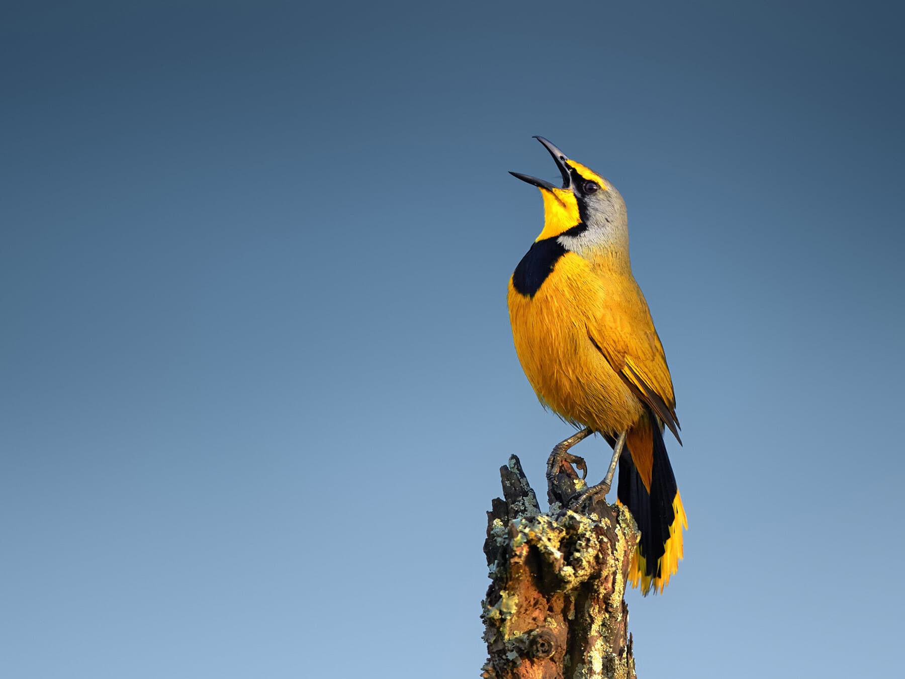 Bokmakierie bird calling