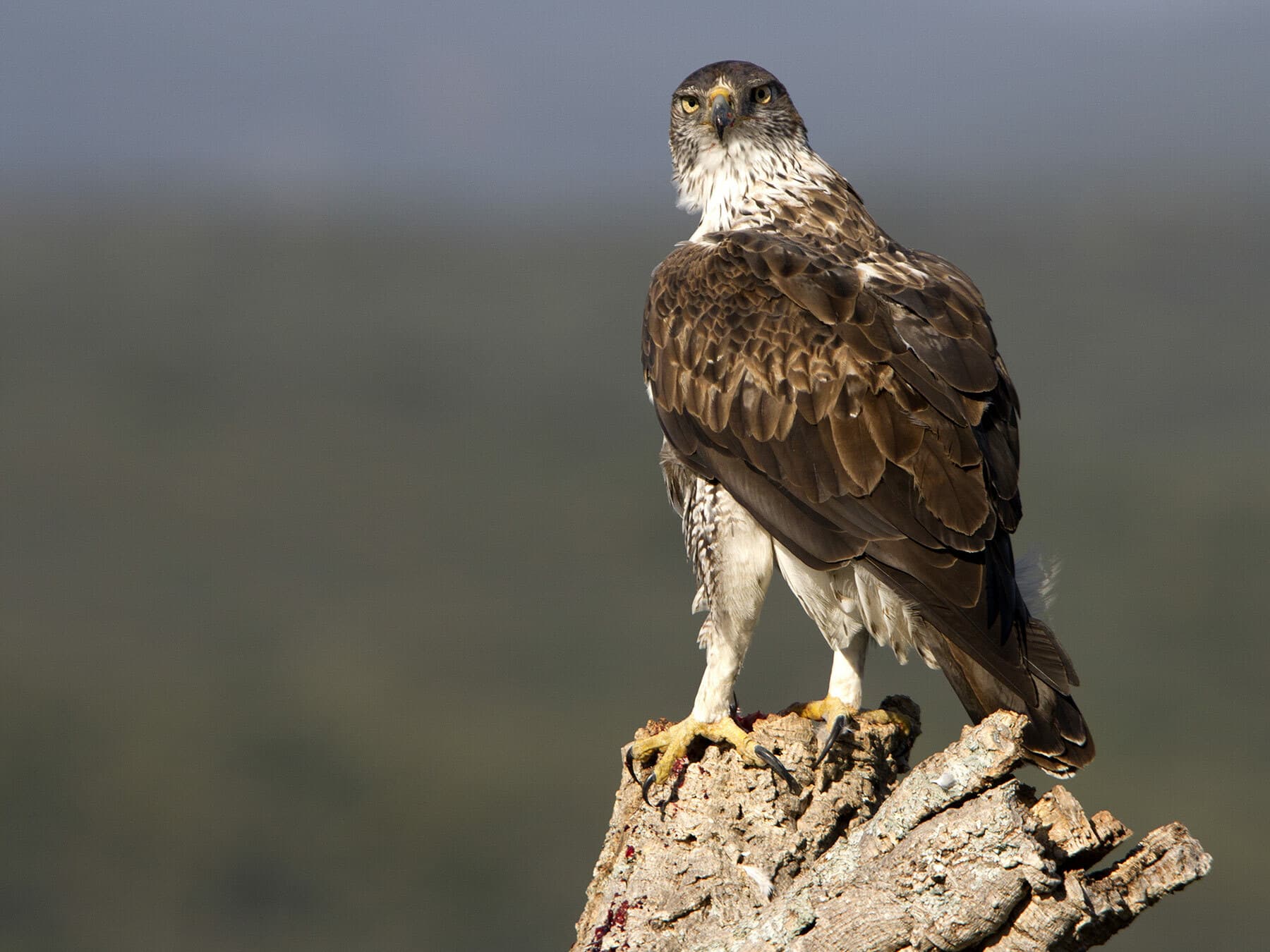 Bonelli’s Eagle perched