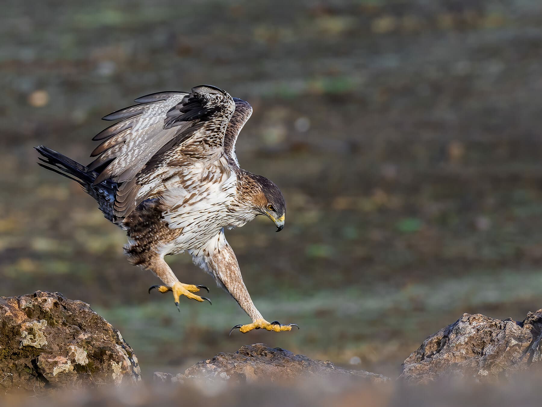 Bonellis eagle 3