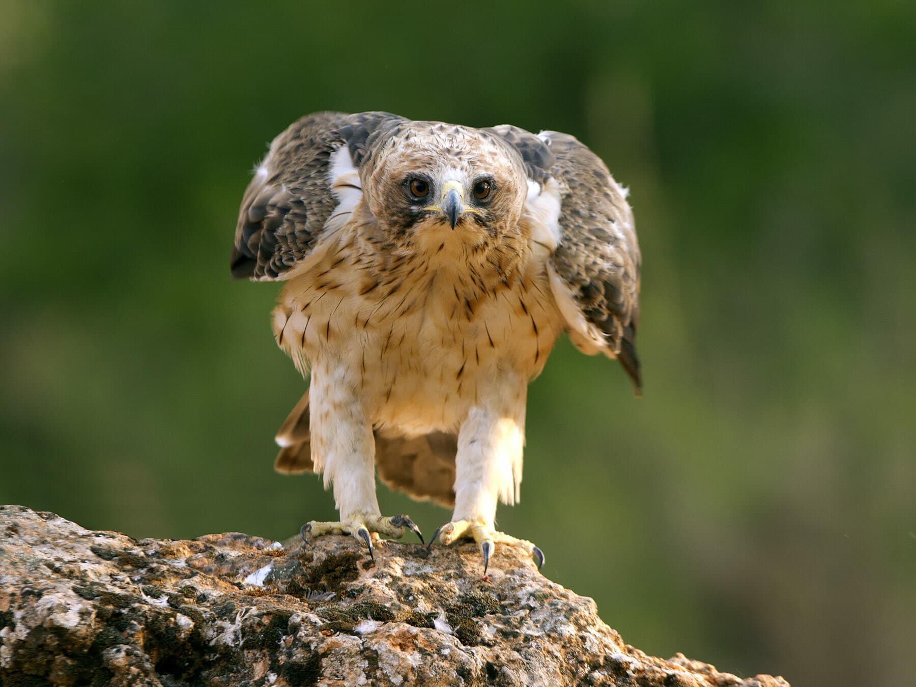 Booted Eagle