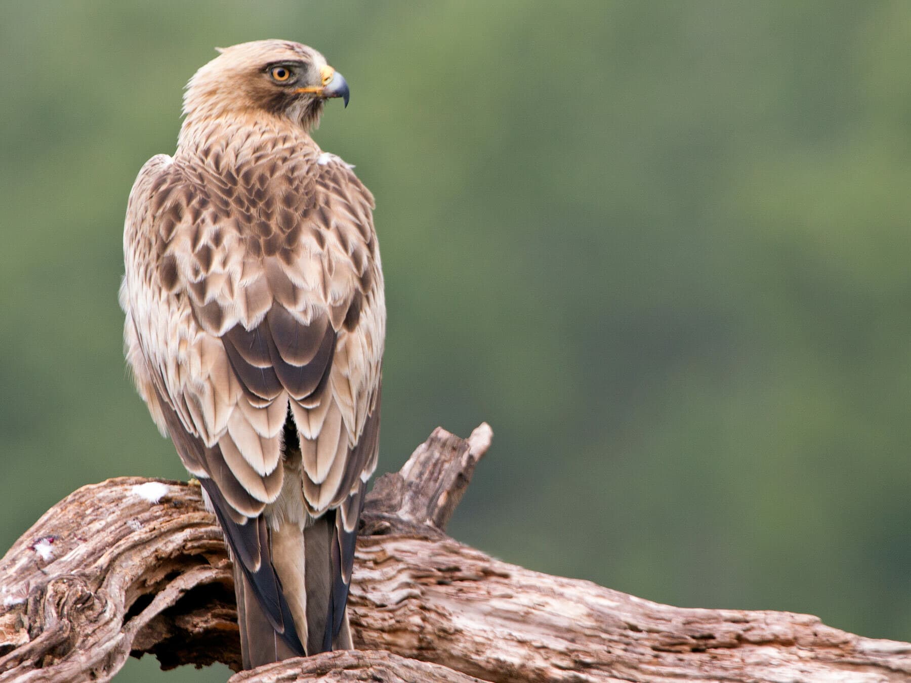 Booted Eagle from behind