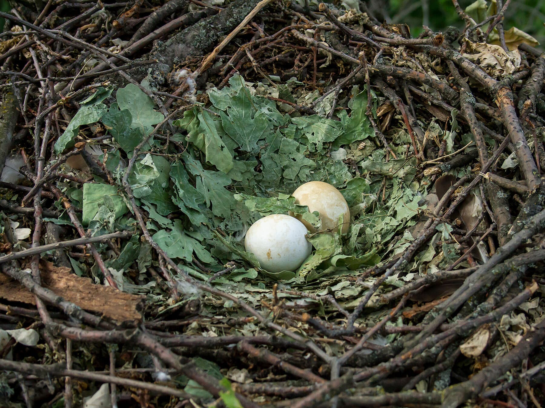 Booted eagle nest