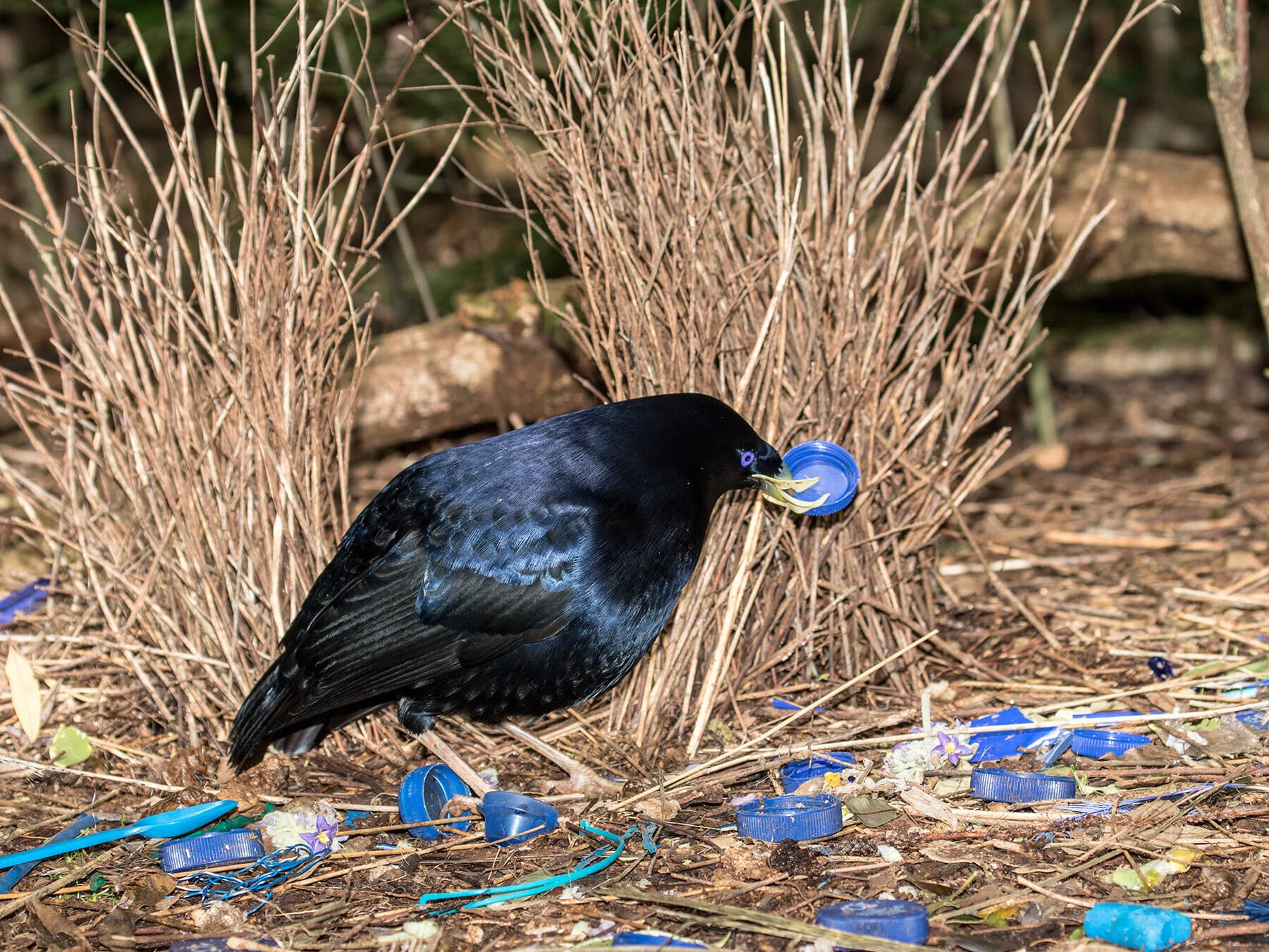 Bowerbird courtship display