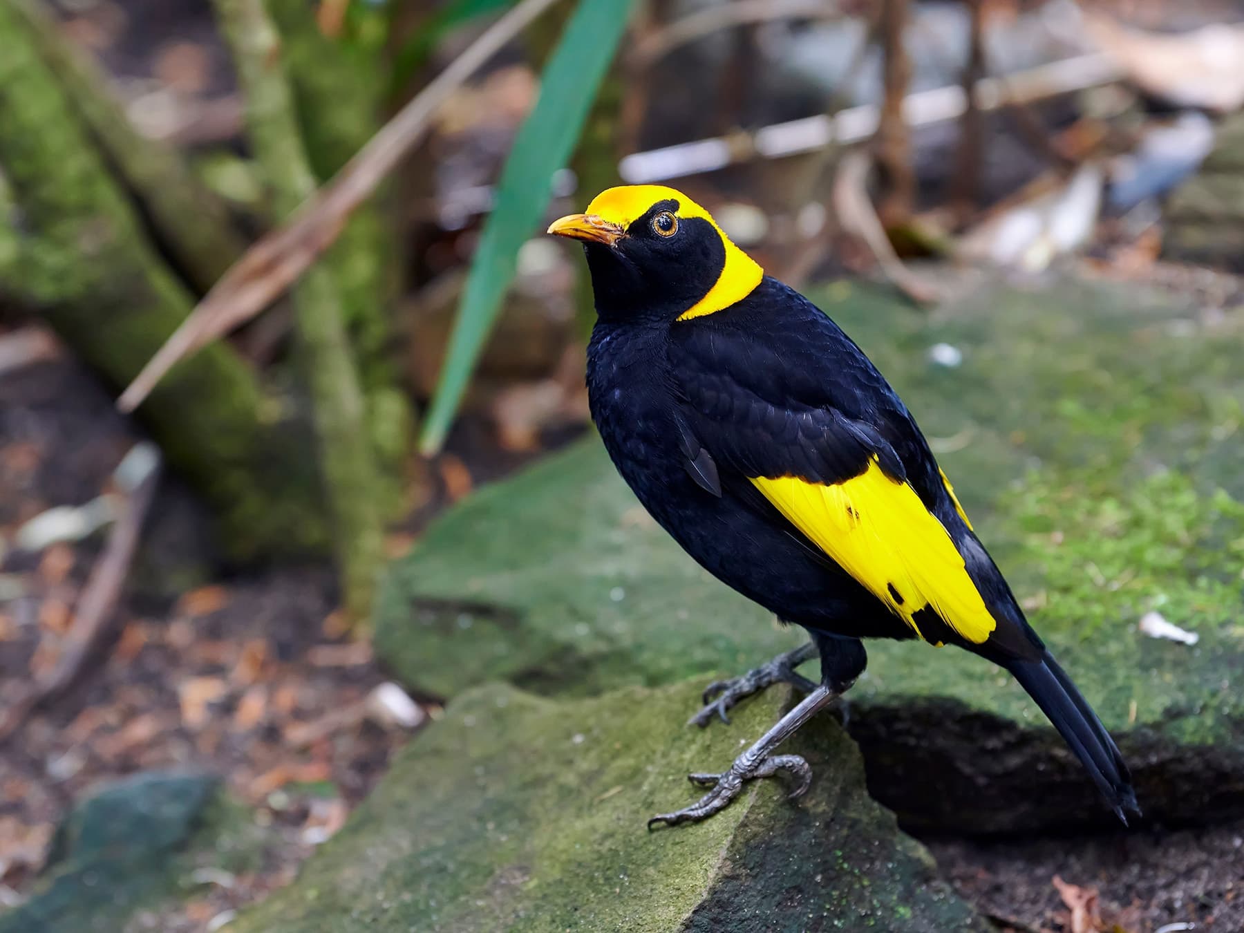 Bowerbird Nesting (All You Need To Know)