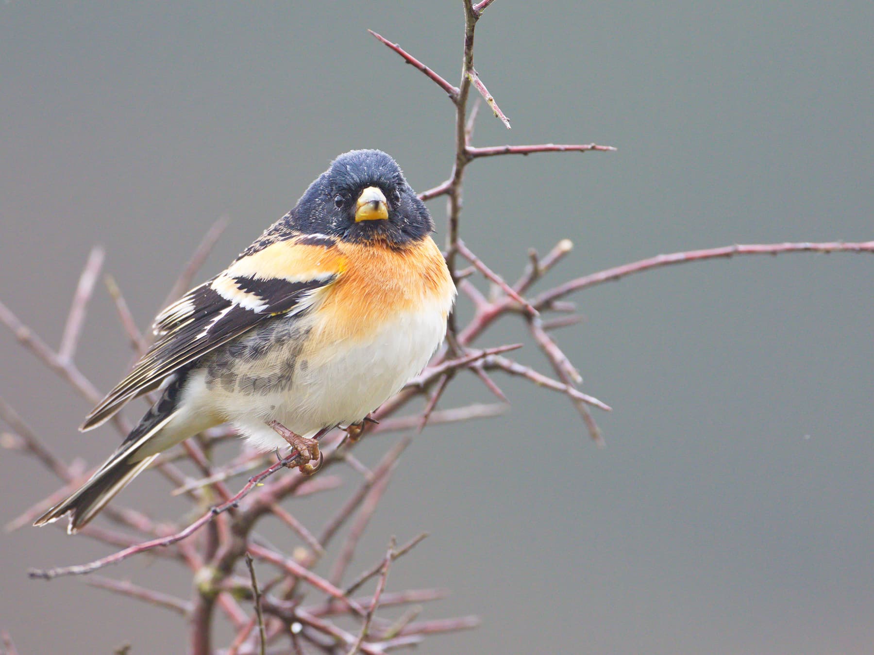 Male Brambling in breeding plumage