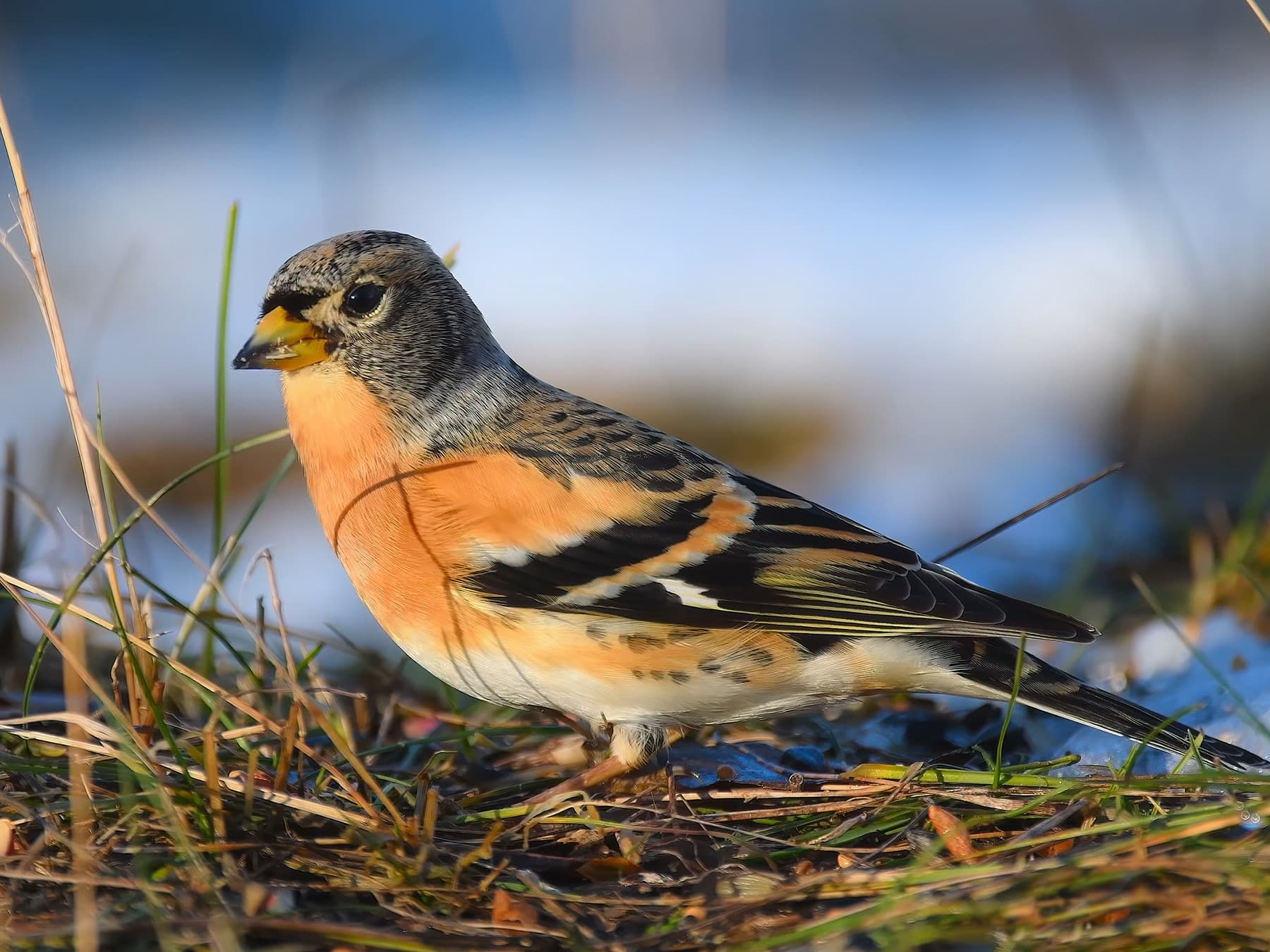Brambling foraging on the ground