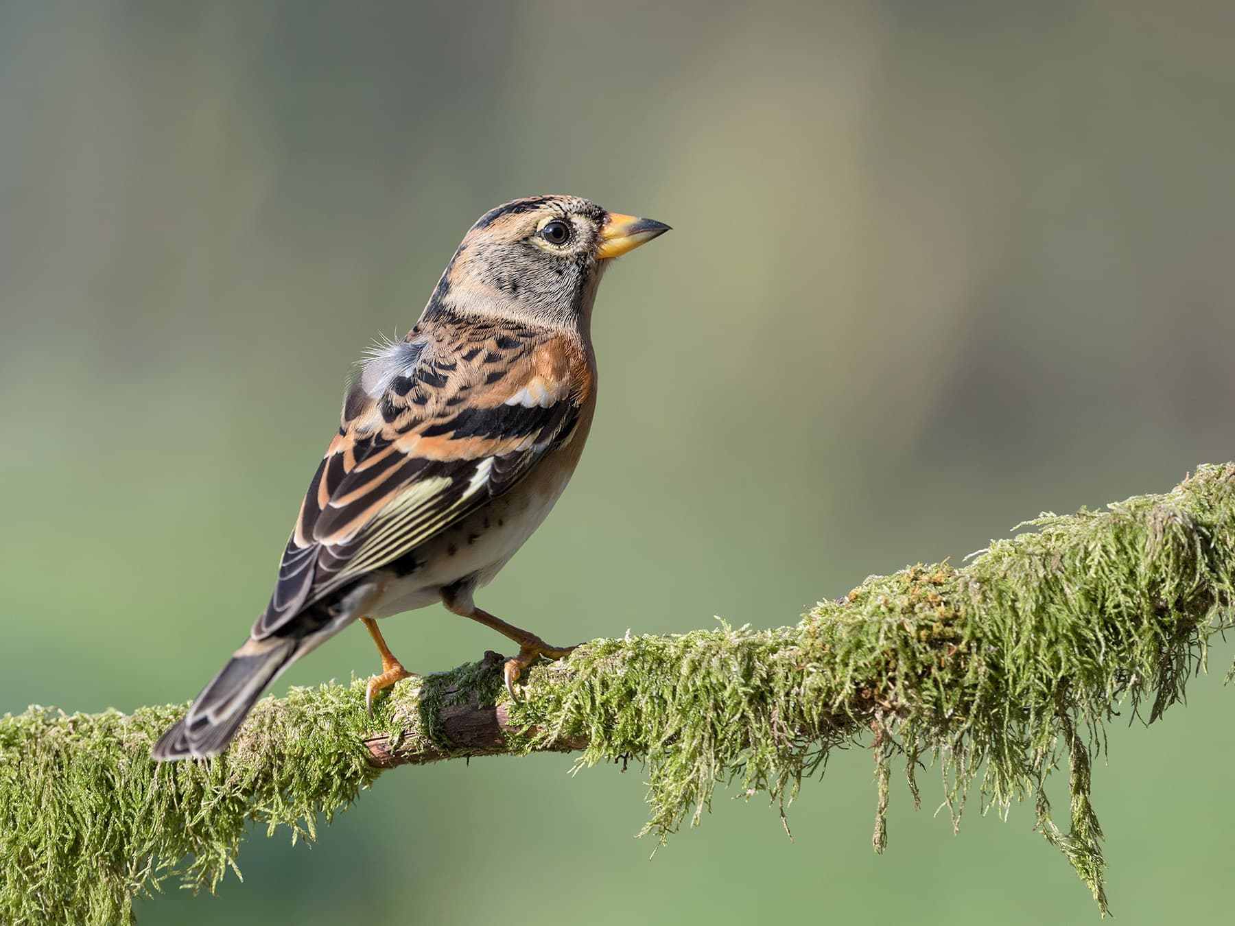 Brambling in mountain habitat