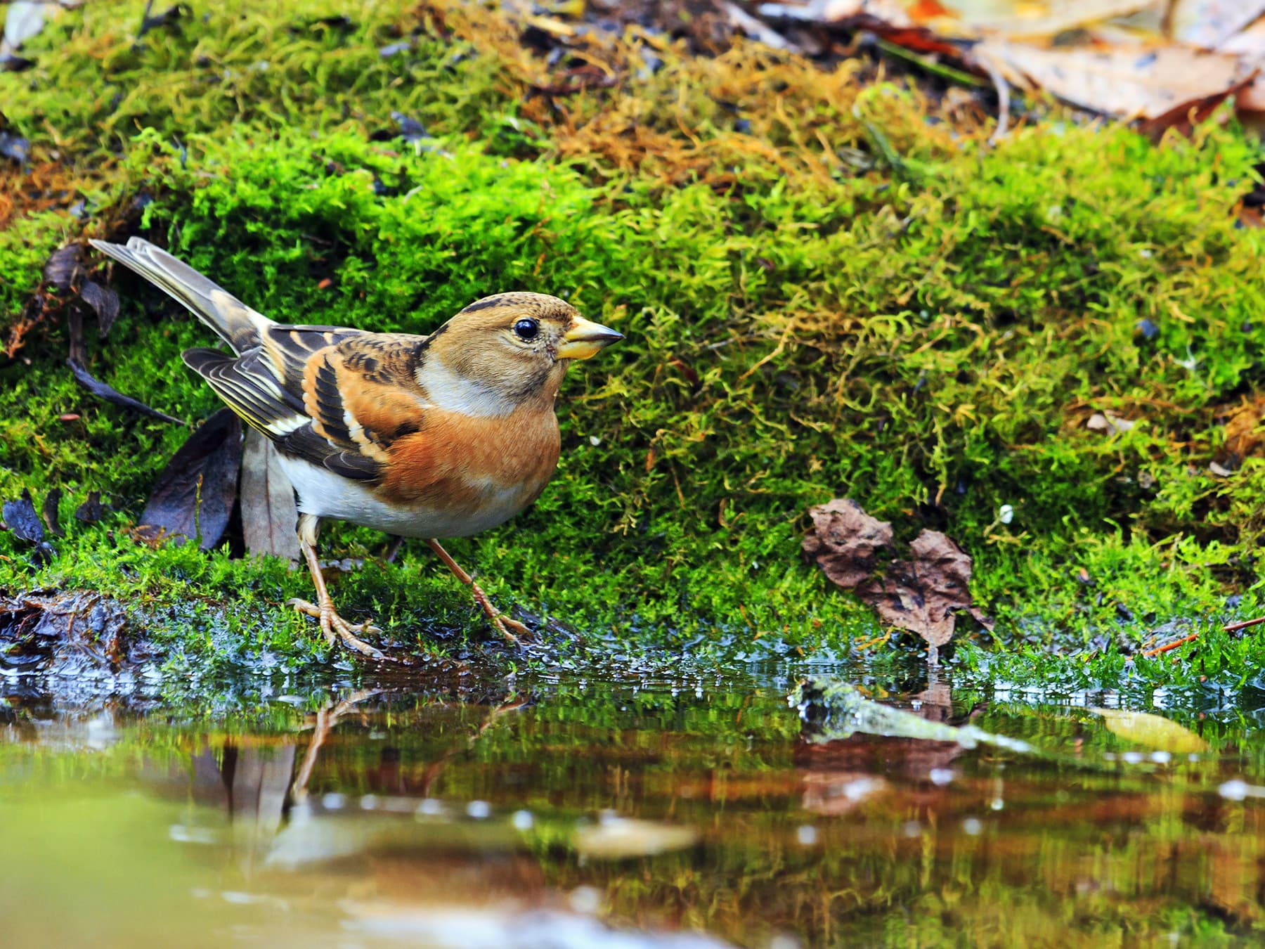 Brambling, non-breeding plumage, next to a watering hole