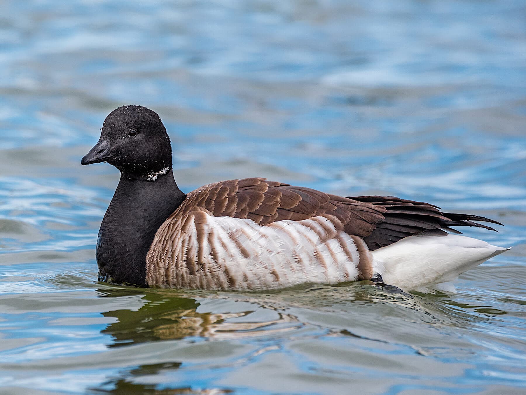 Brant goose