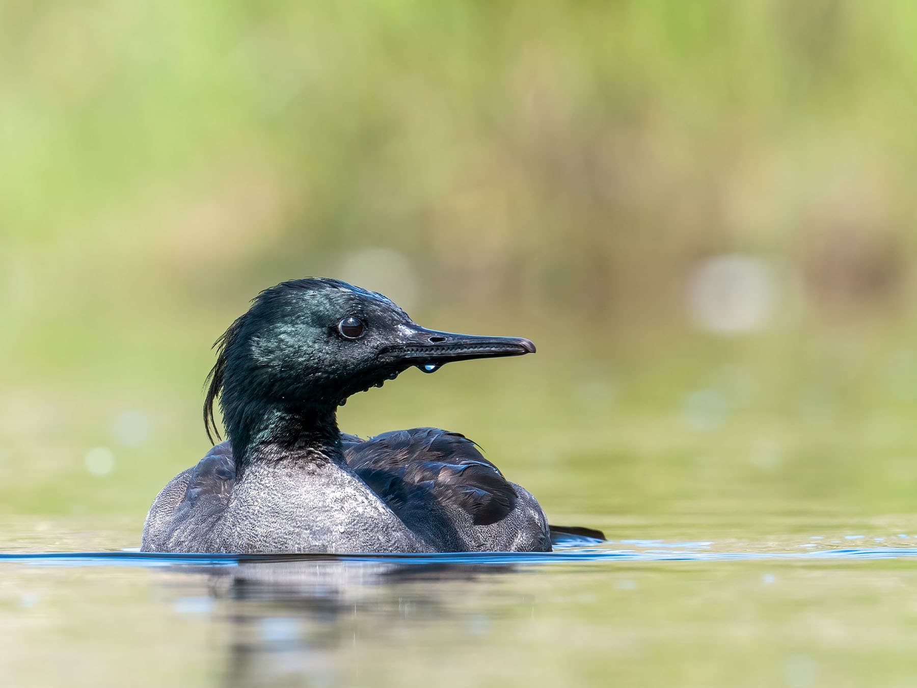 Brazilian Merganser swimming in river