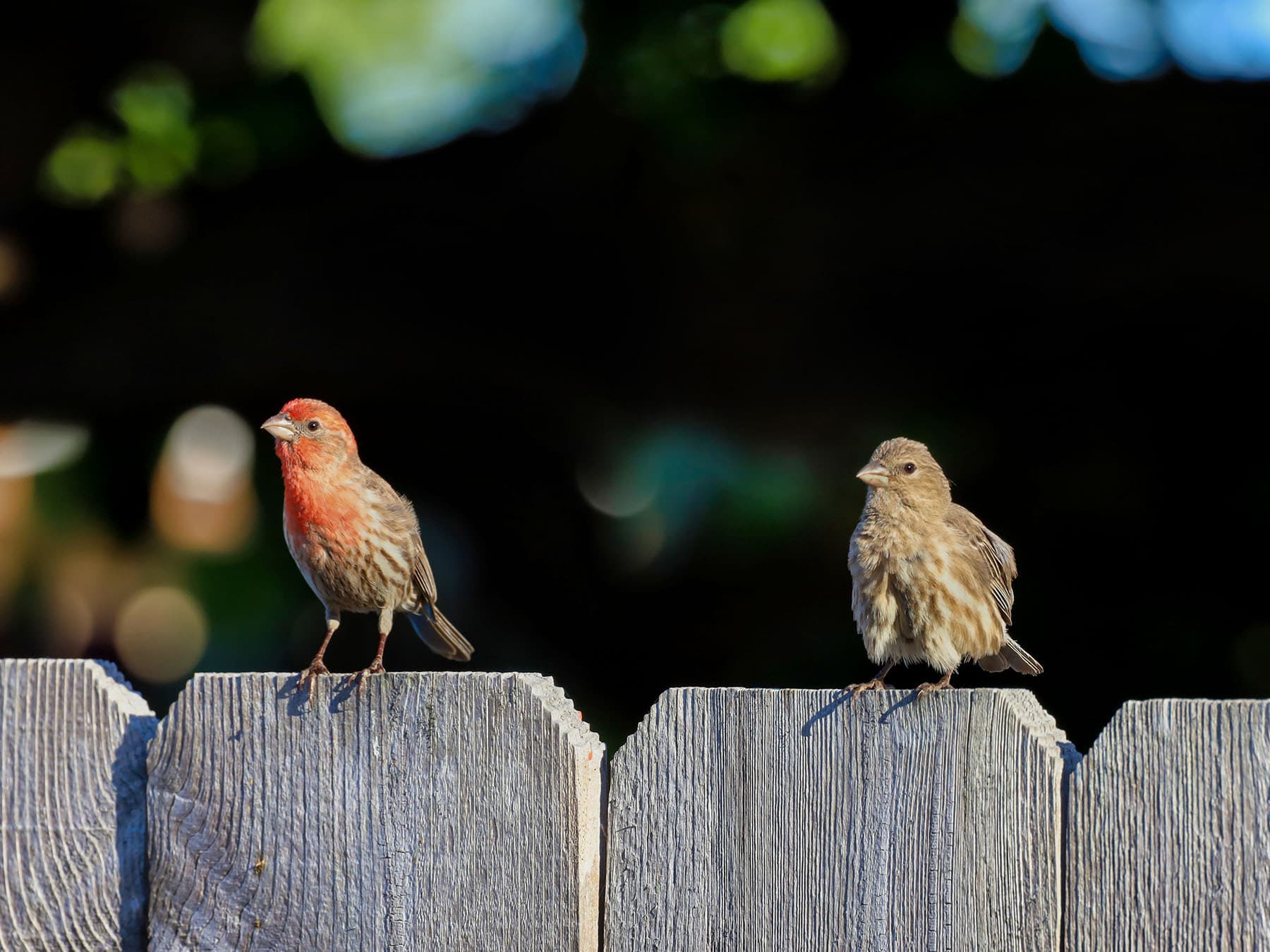 Breeding house finches