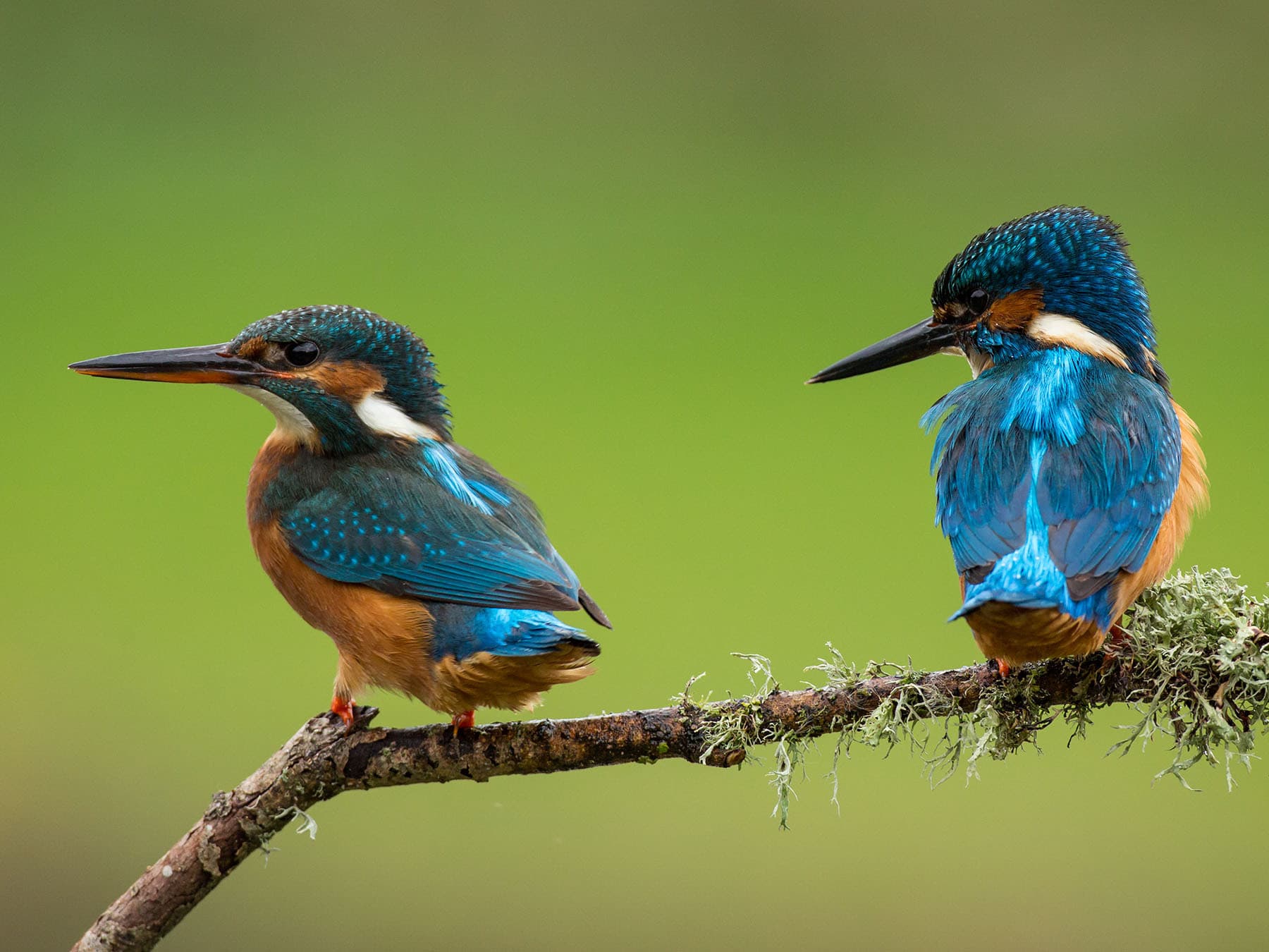 A breeding pair of Kingfishers - male right, female on the left