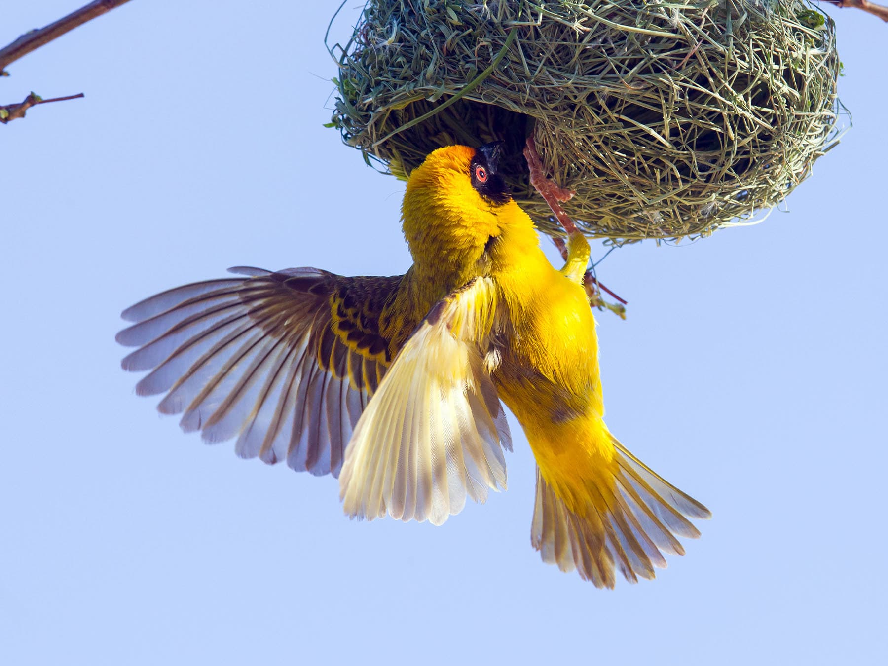 Breeding Season Physiology of Birds