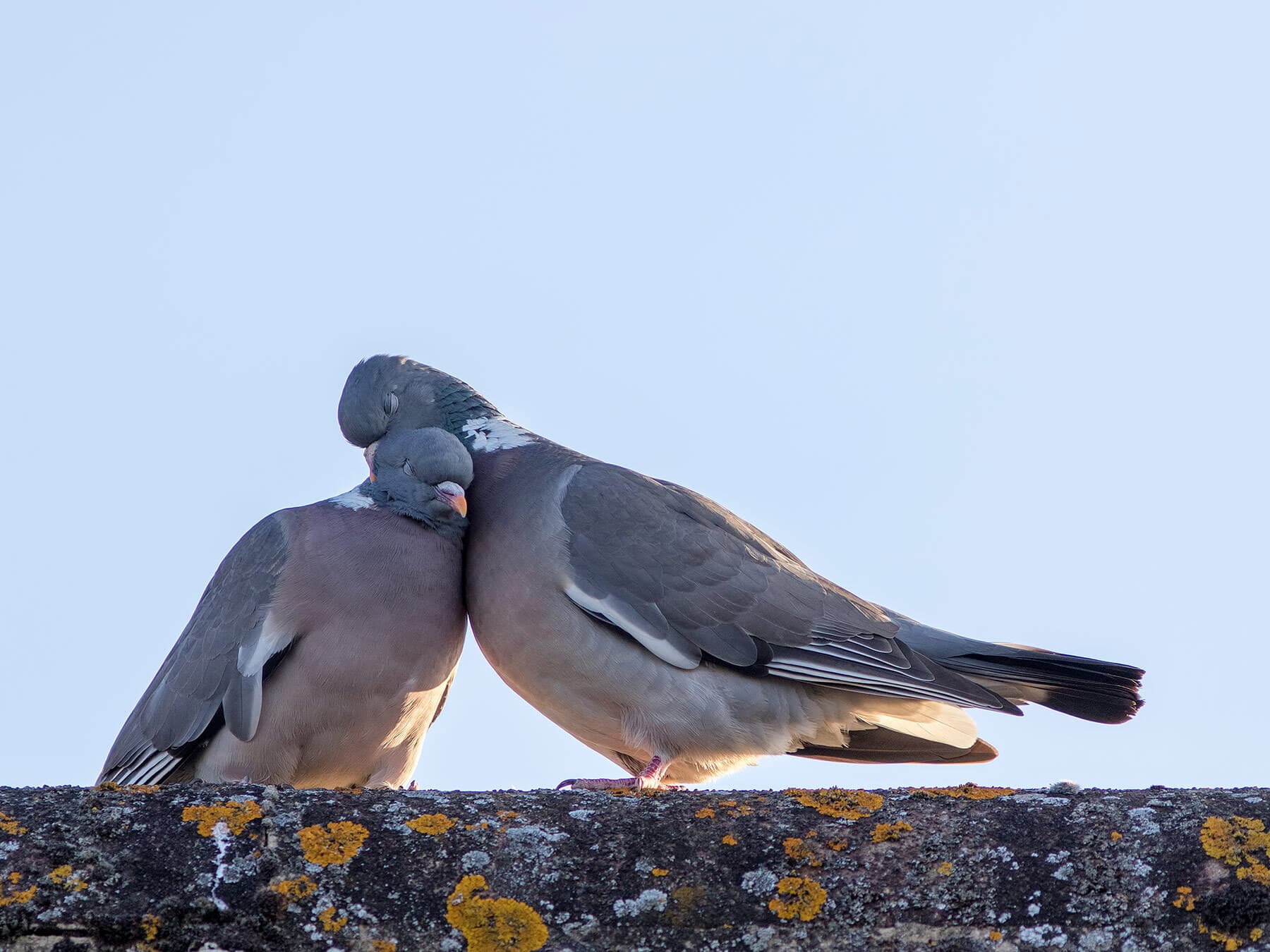 Breeding wood pigeons
