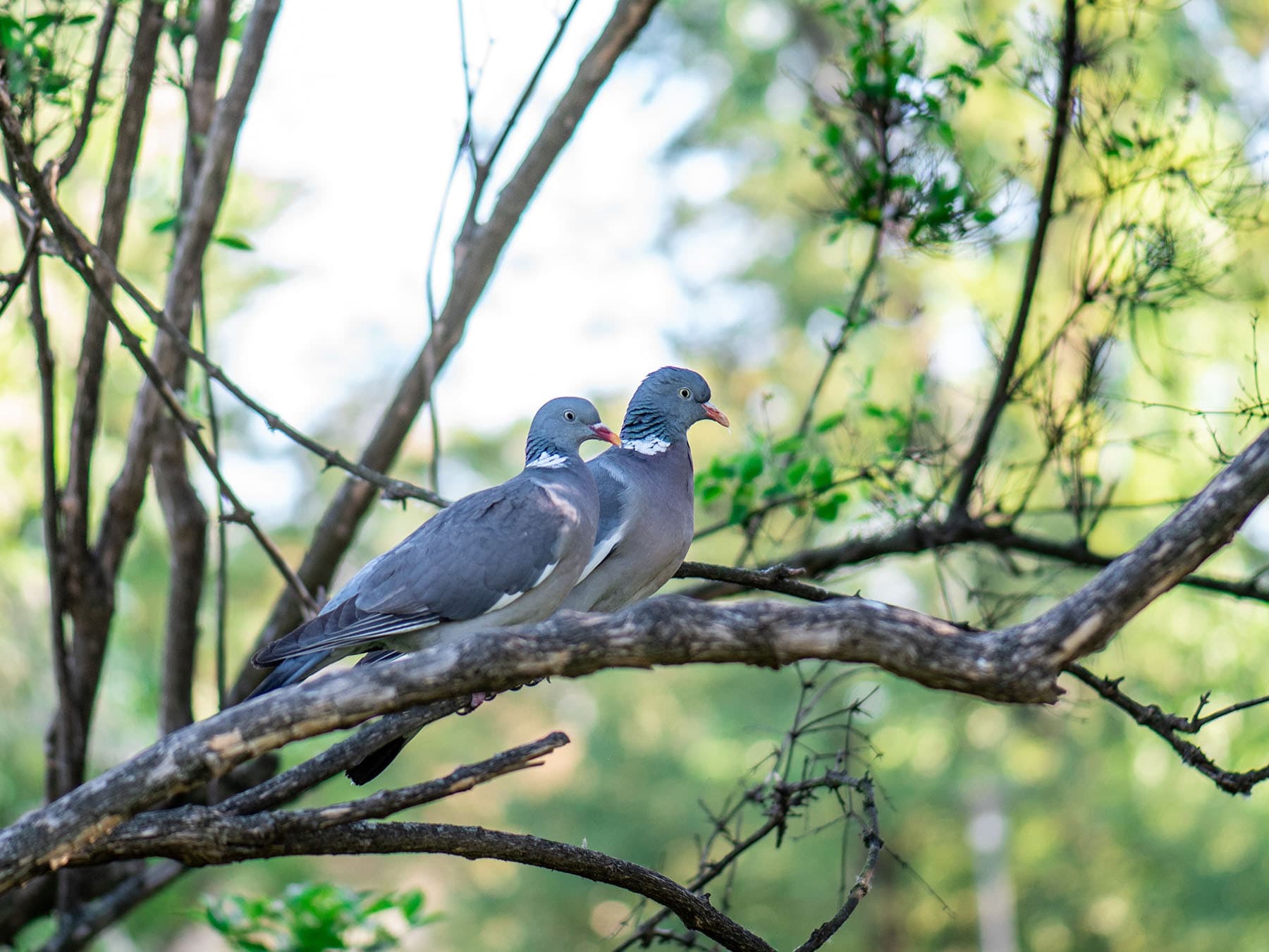 Breeding wood pigeons