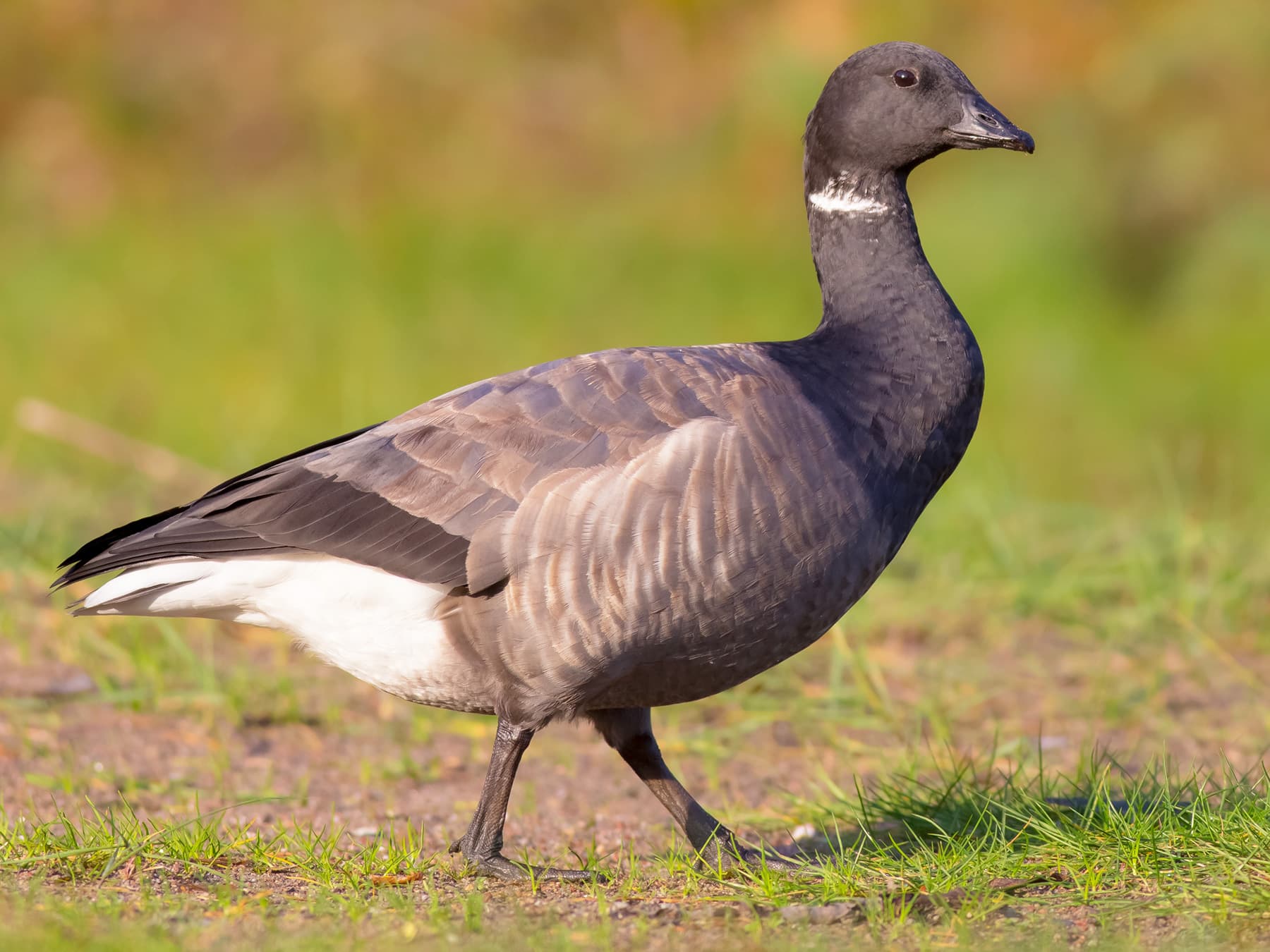 Brent Goose