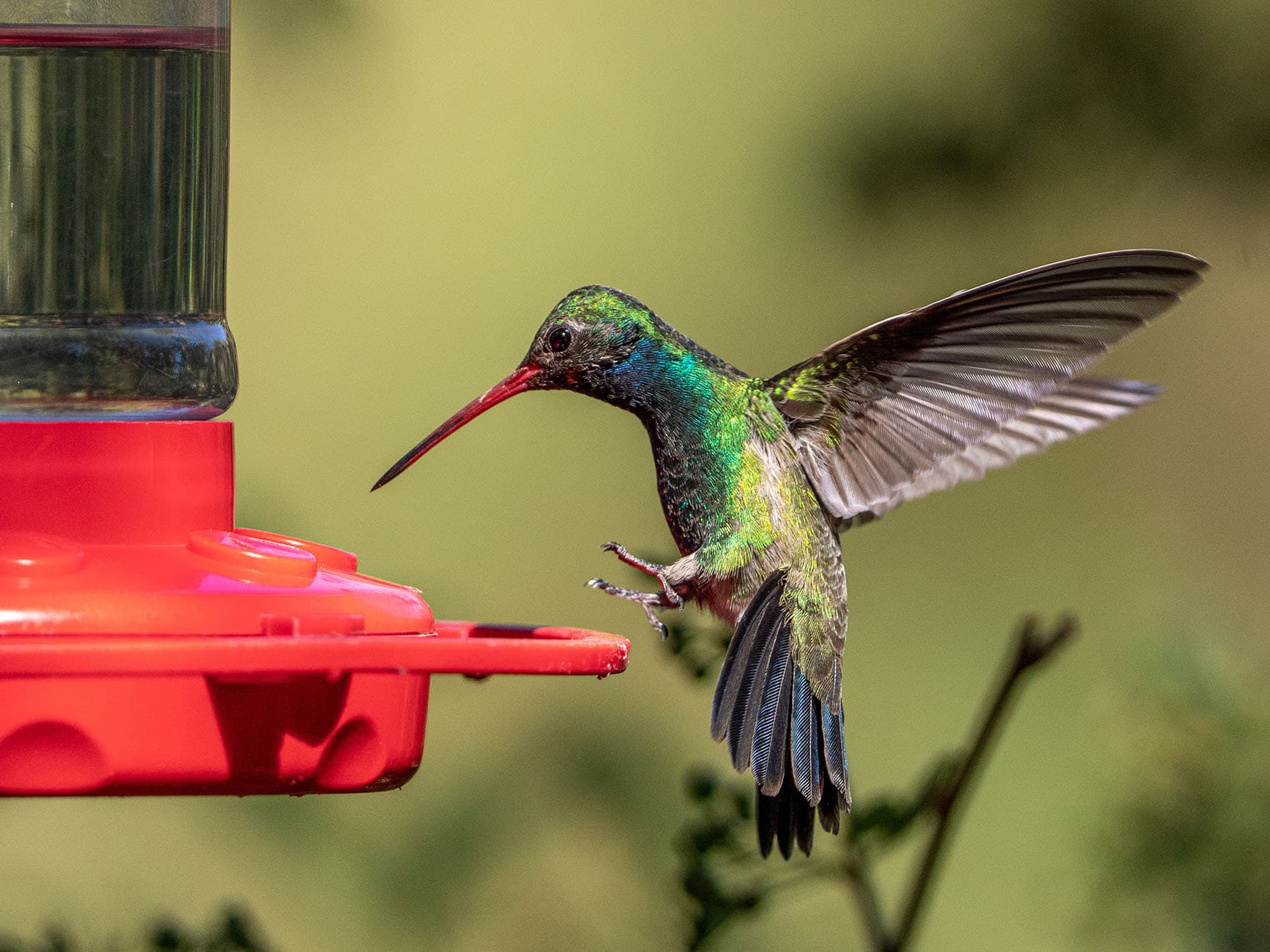 Broad billed hummingbird feeder