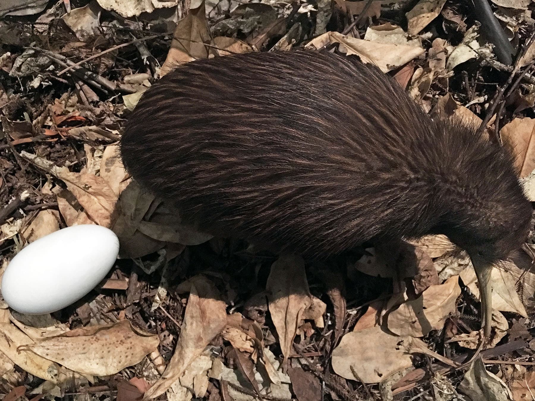 Brown kiwi egg