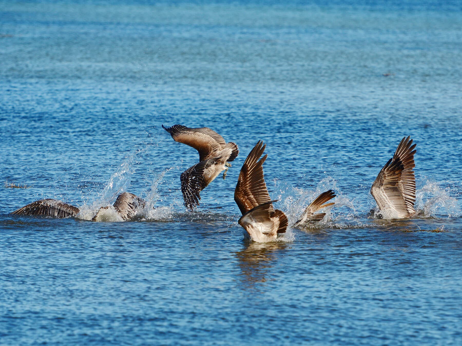 Brown pelcan group fishing