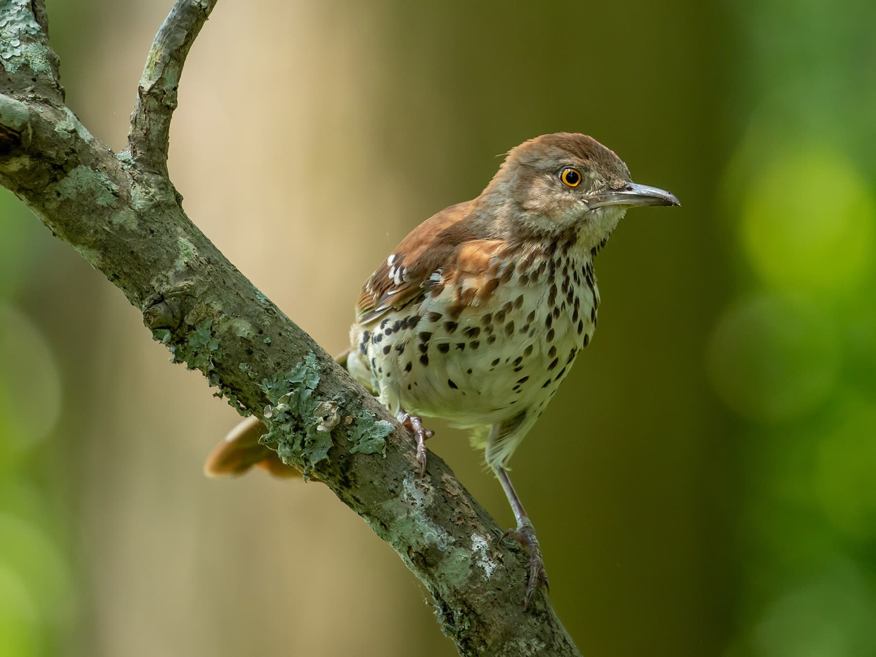 Brown thrasher female