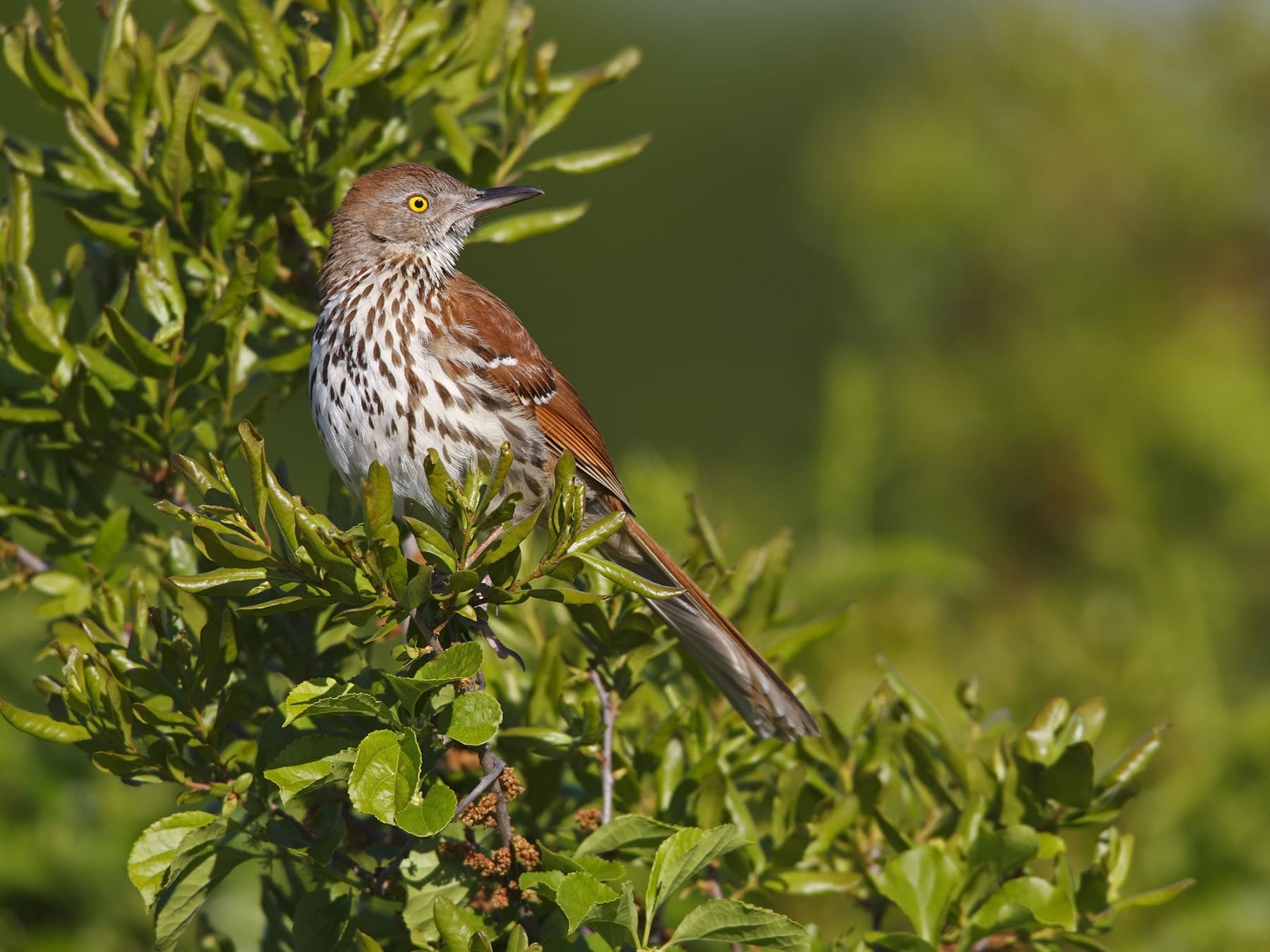 Brown thrasher near nest