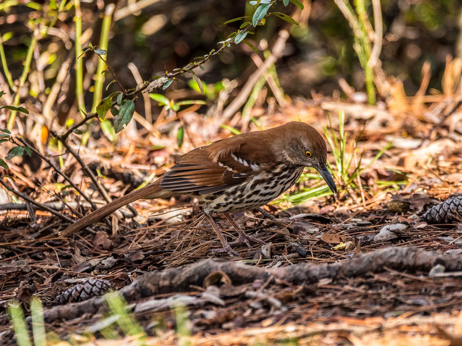 Brown thrasher searching for food