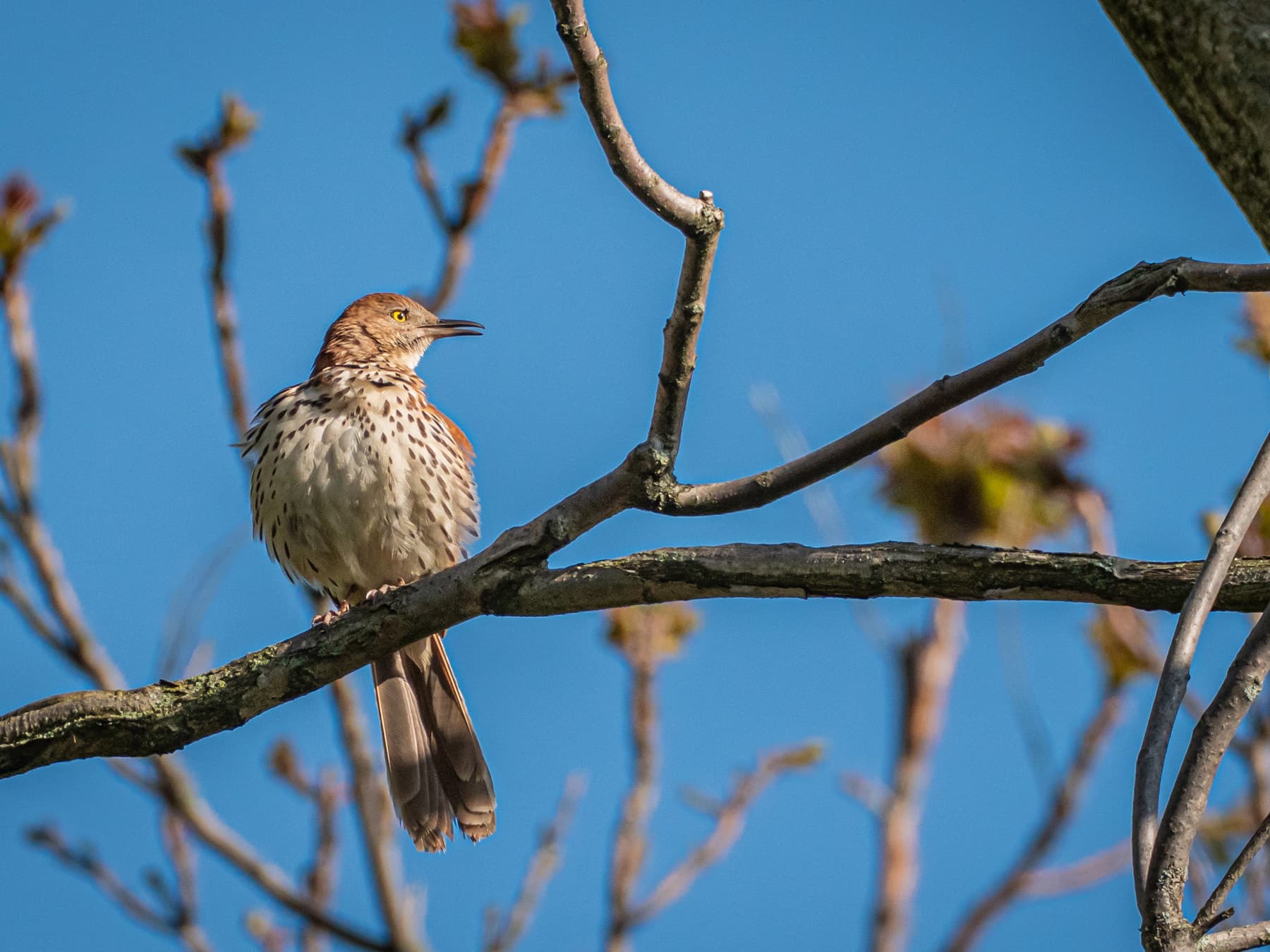 Brown thrasher singing