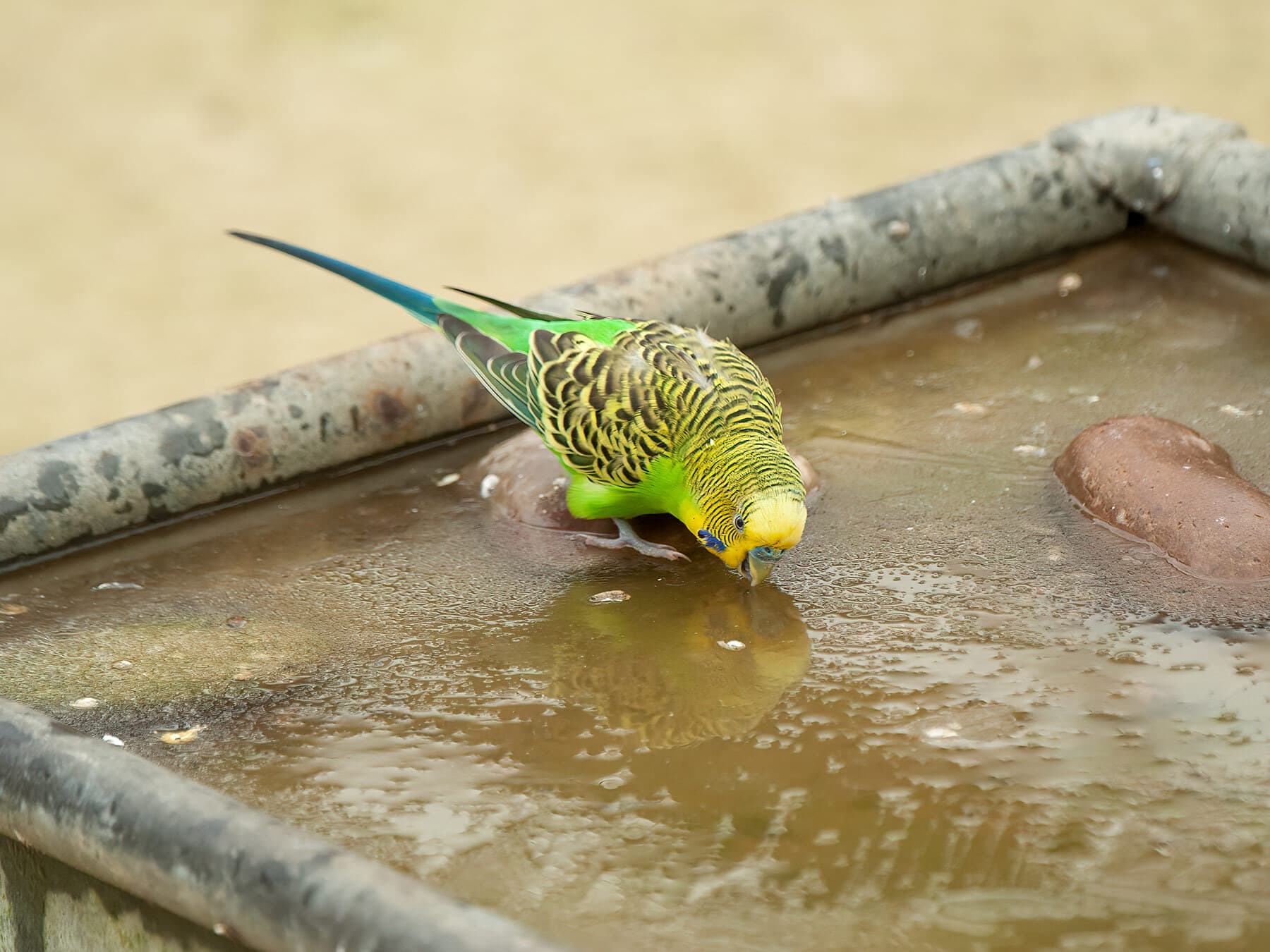 Budgie drinking water