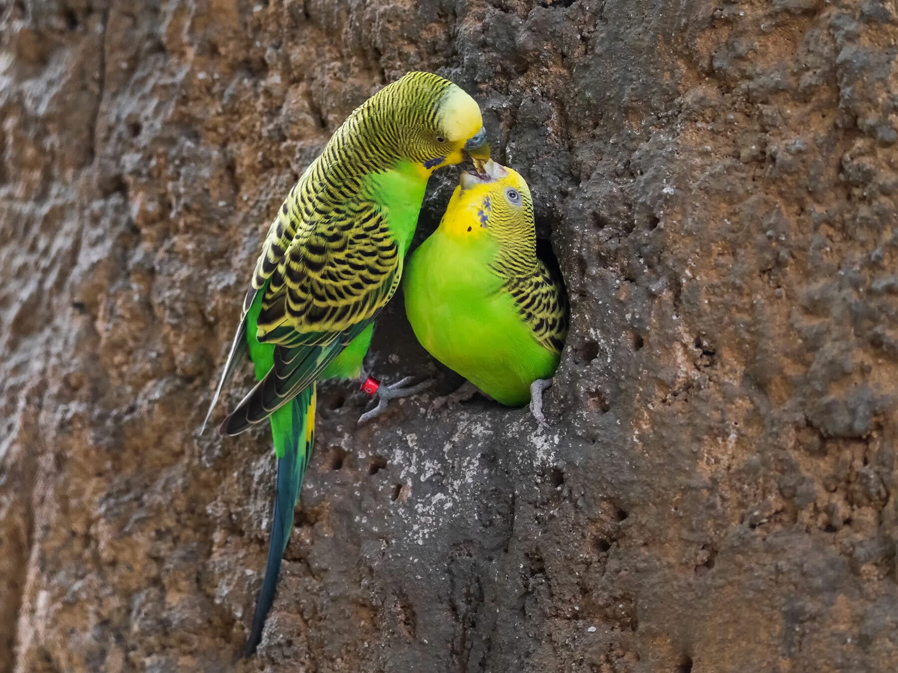 Budgie feeding chick
